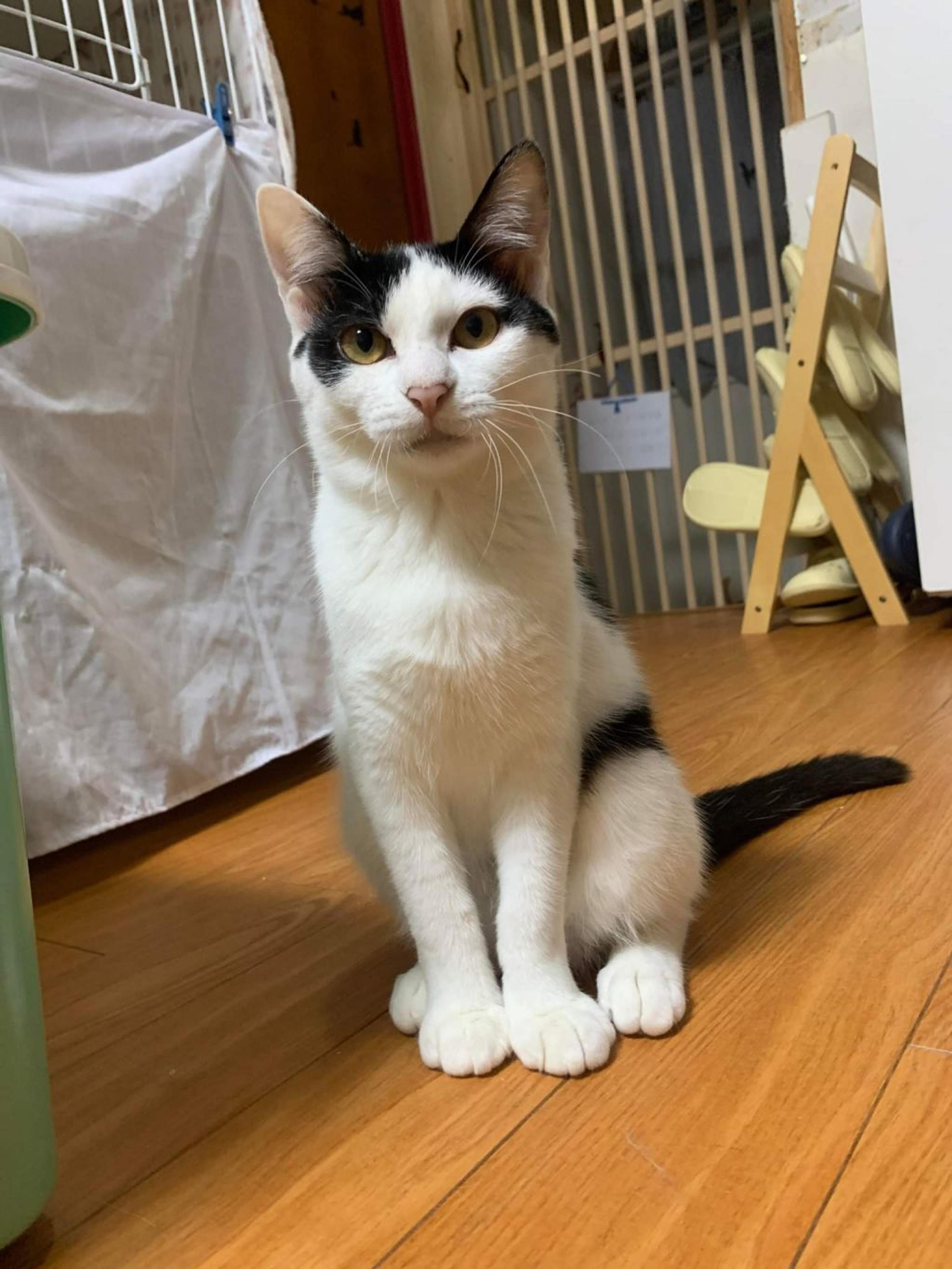 pet-image-4
