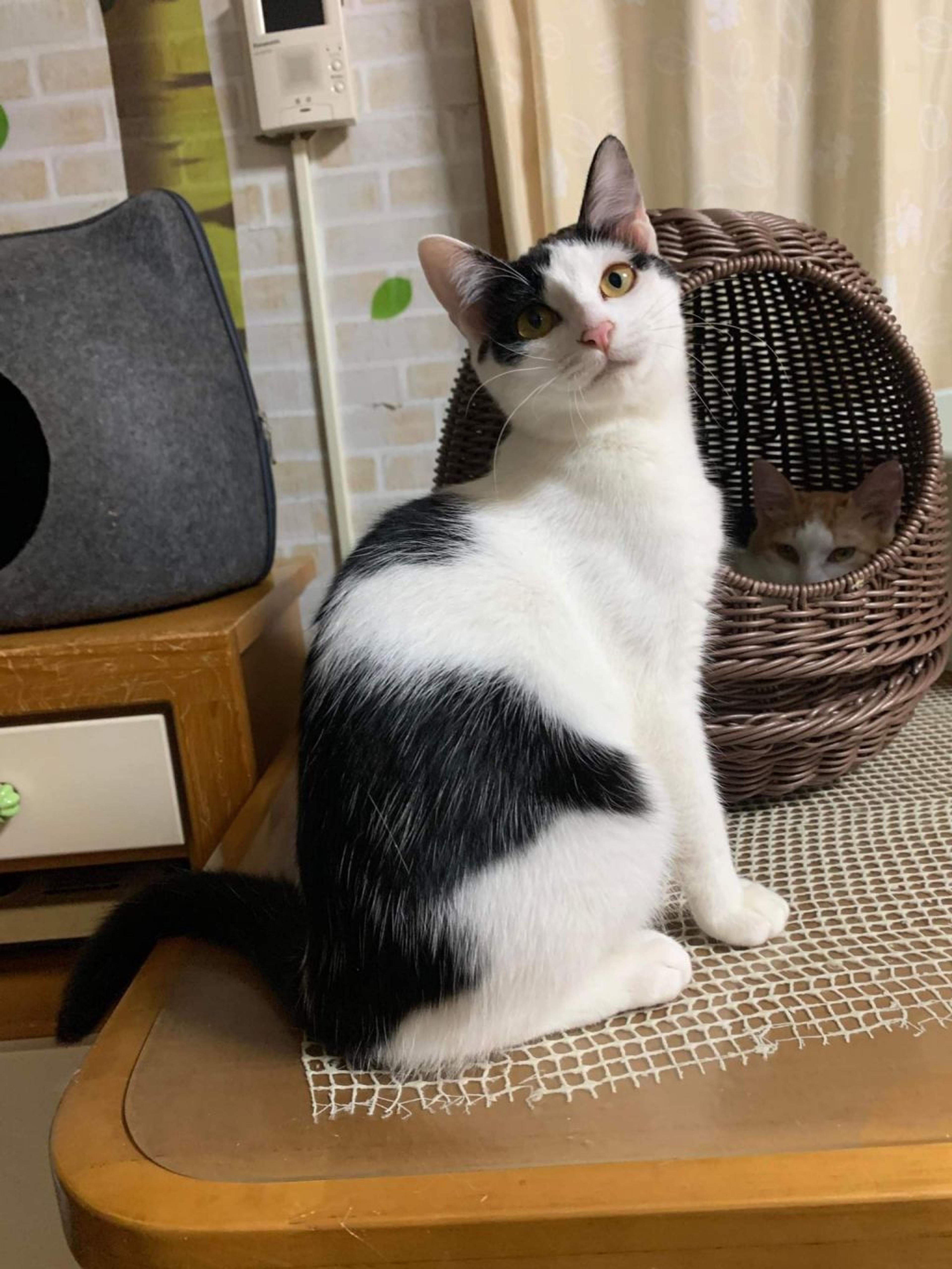 pet-image-6
