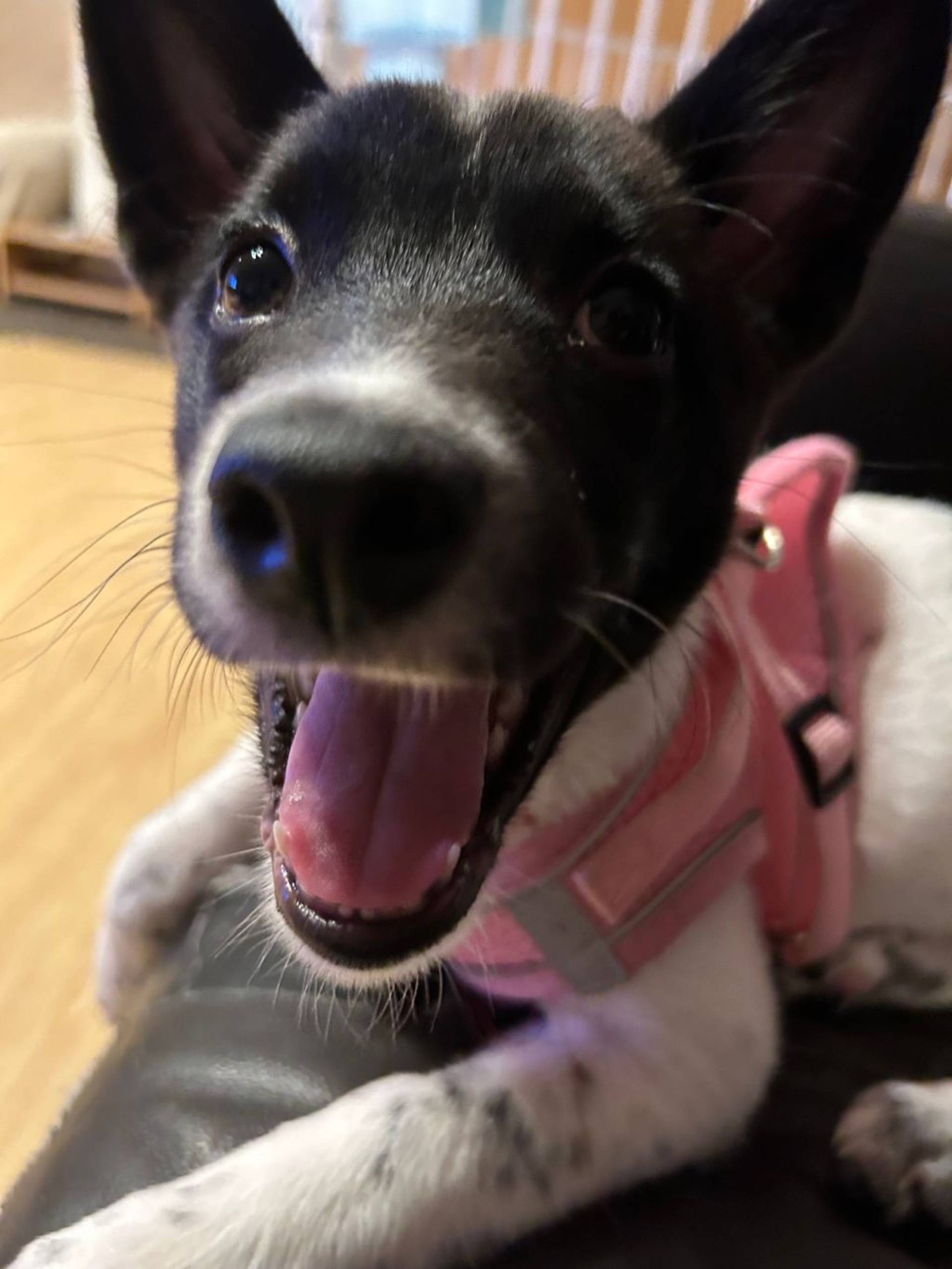 雑種（ミックス犬）・メスの里親募集の写真
