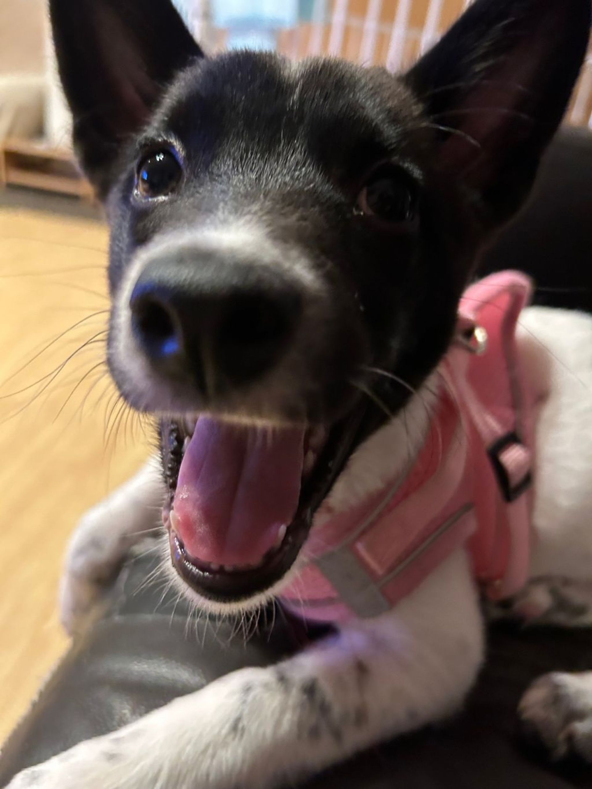 雑種（ミックス犬）・メスの里親募集の写真