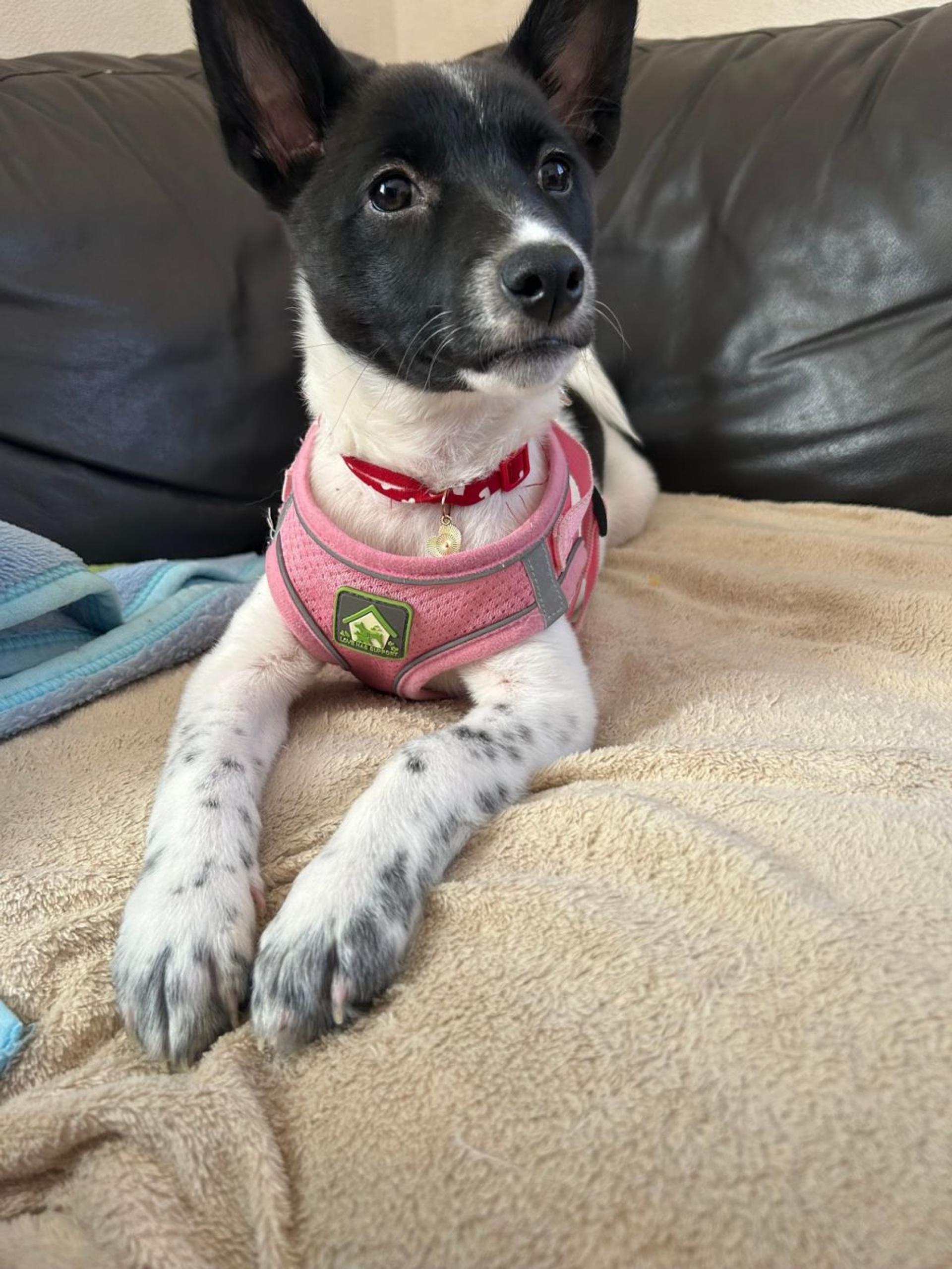 pet-image-4