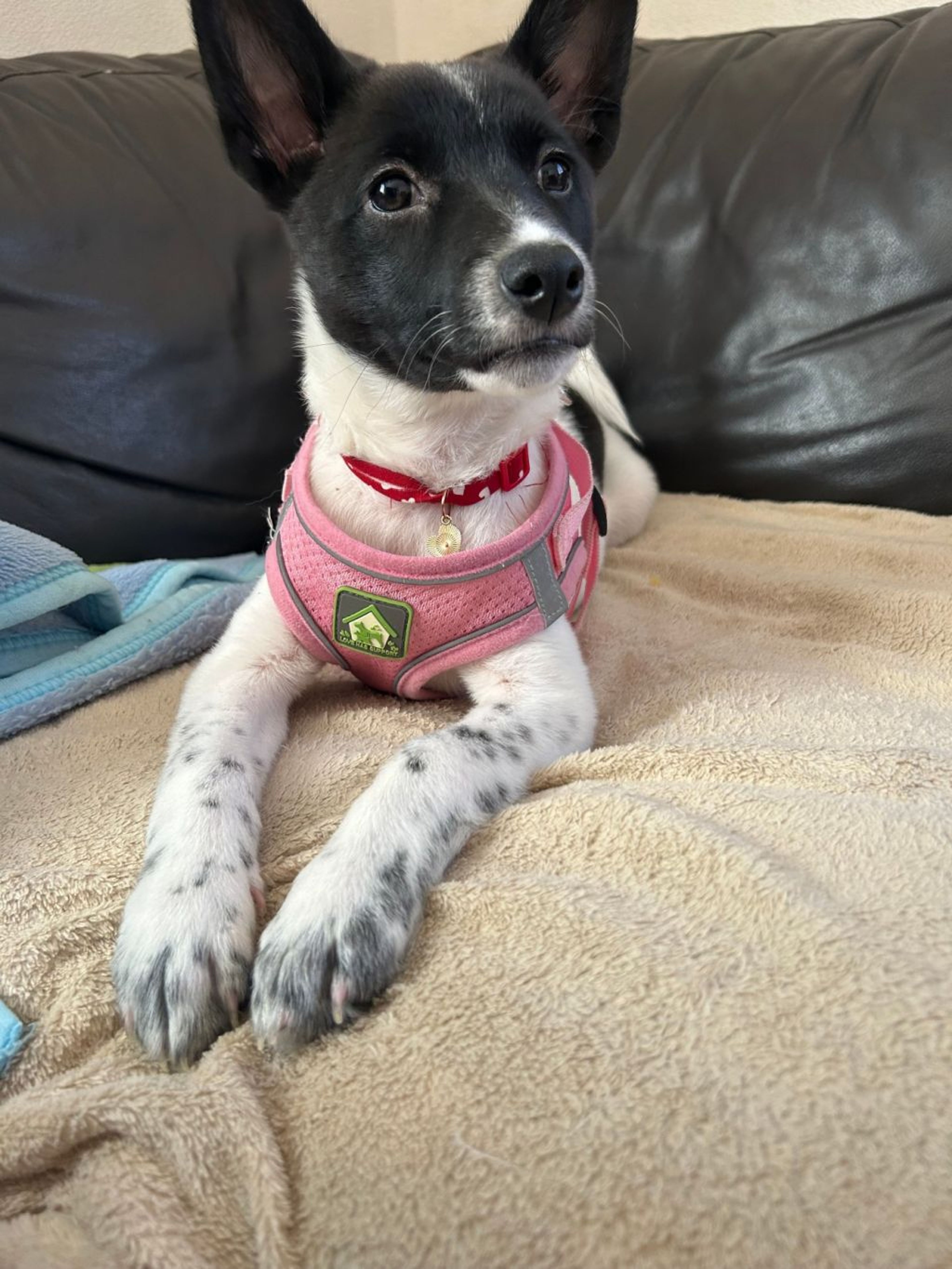 pet-image-4
