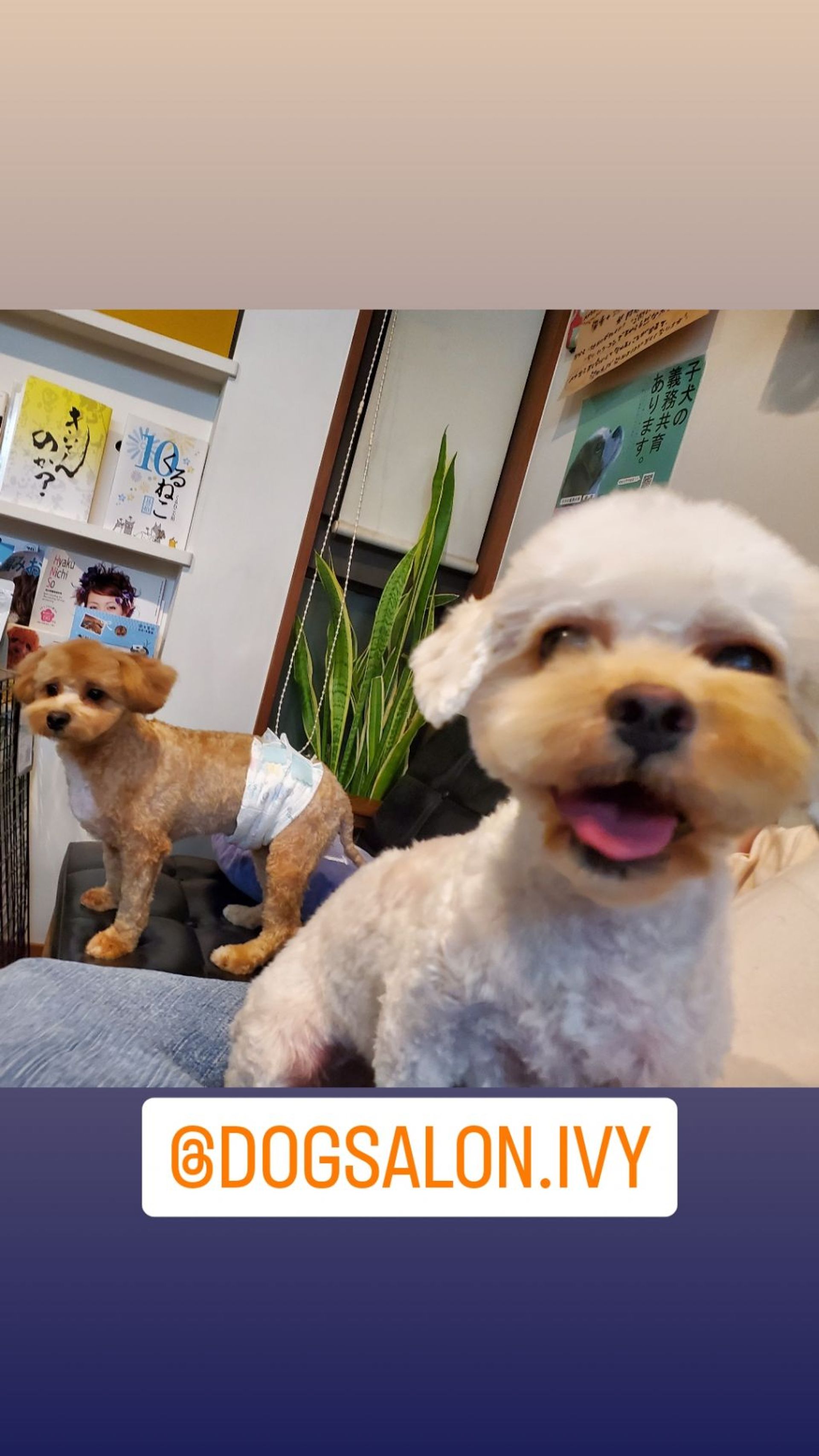 雑種（ミックス犬）・メスの里親募集の写真