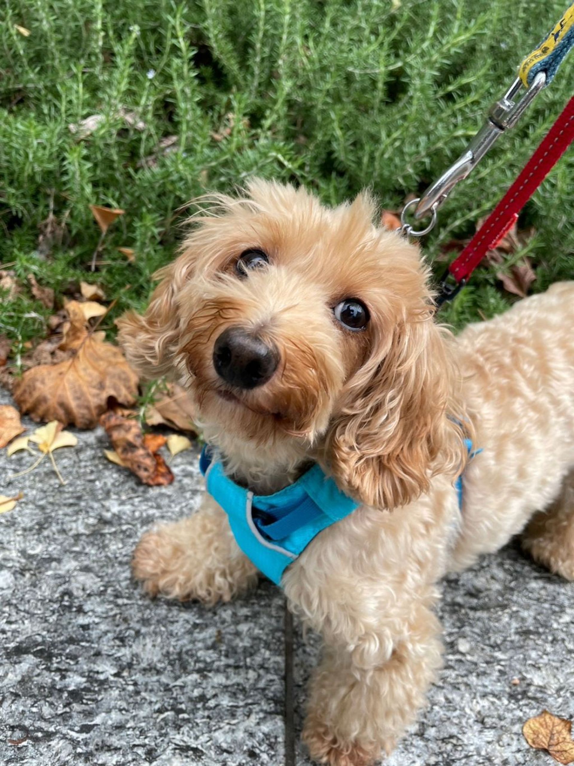 雑種（ミックス犬）・オスの里親募集の写真