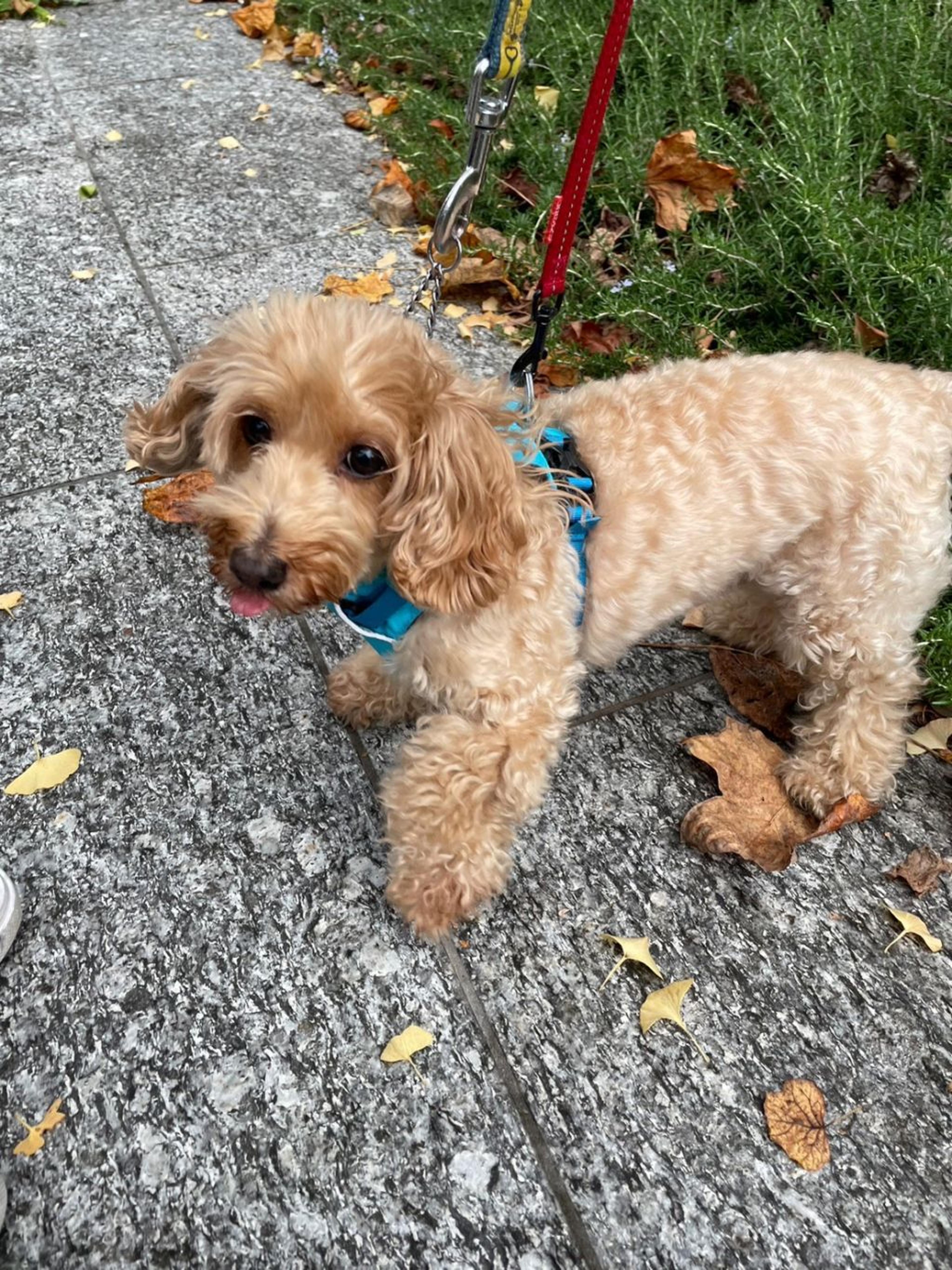 pet-image-2
