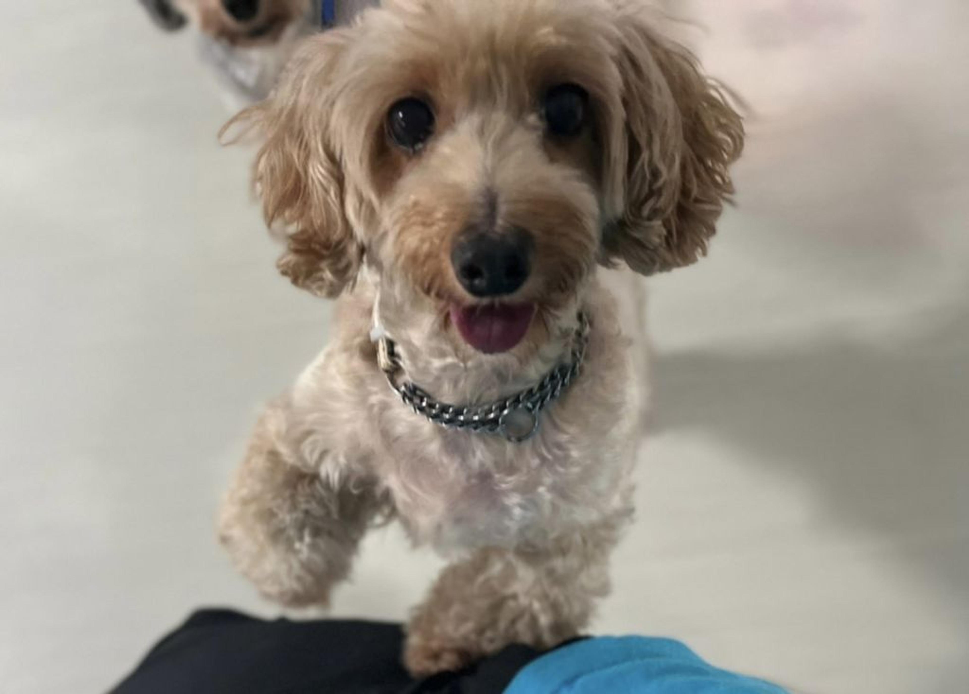 pet-image-3