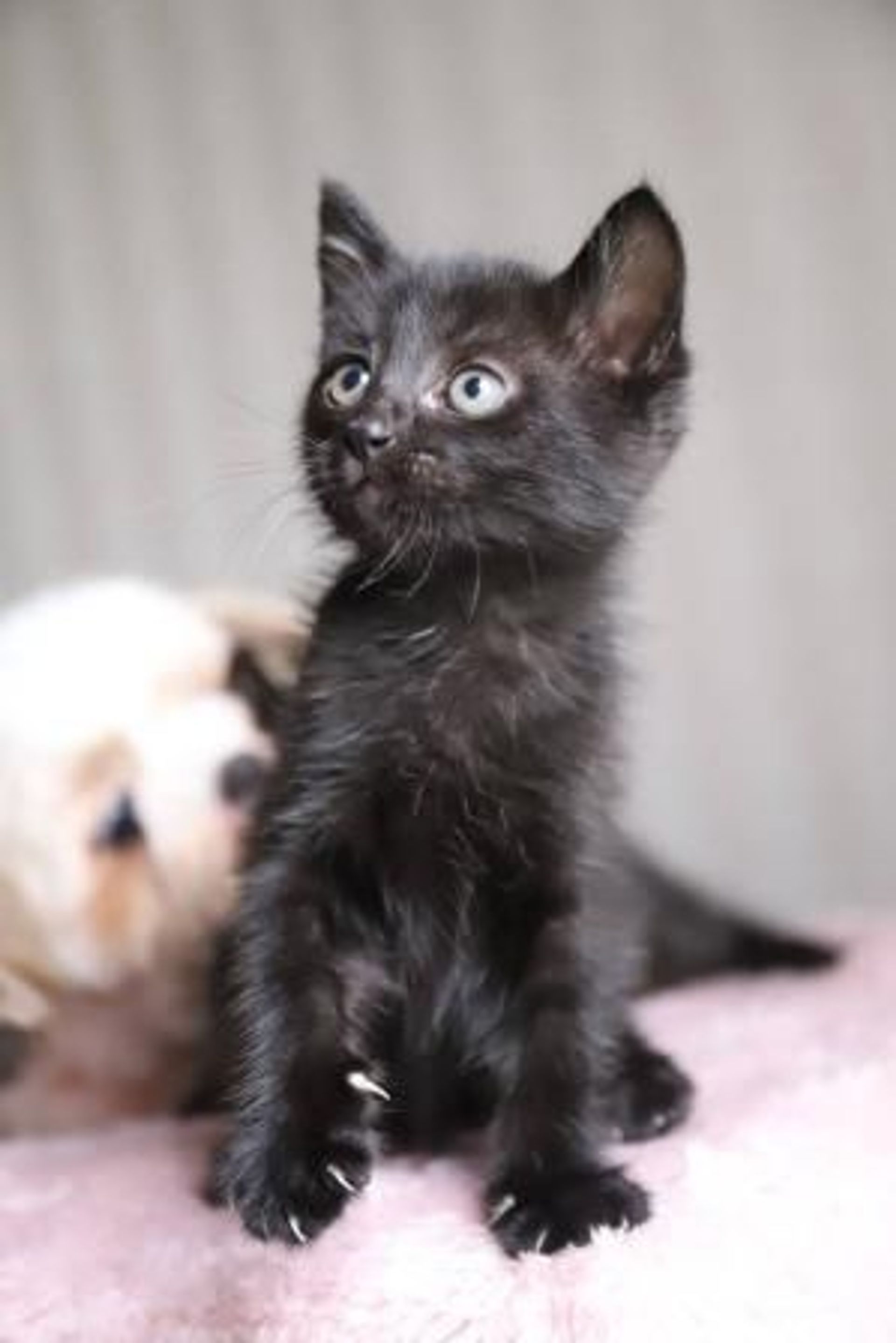 雑種（ミックス猫）・オスの里親募集の写真