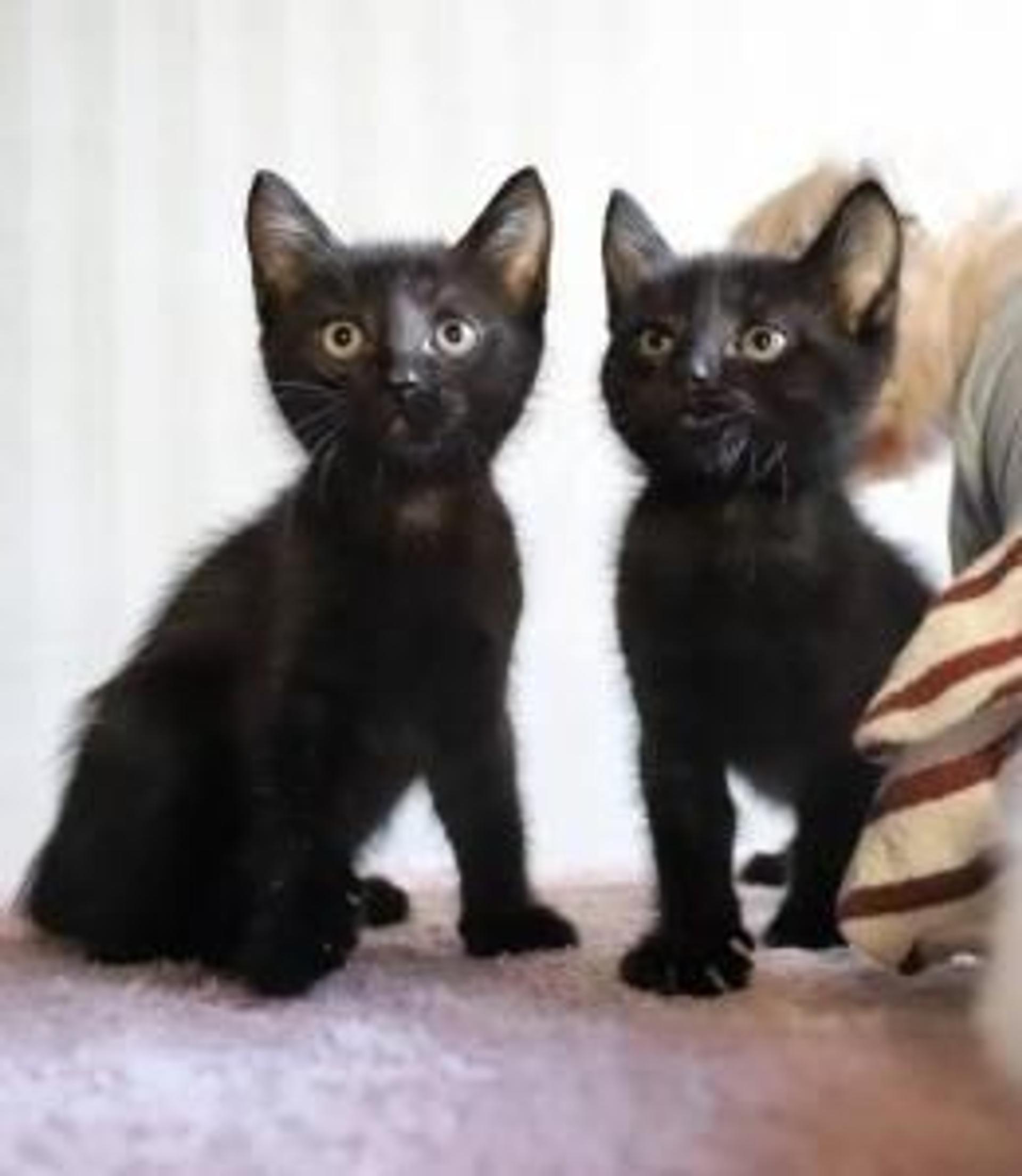 pet-image-4