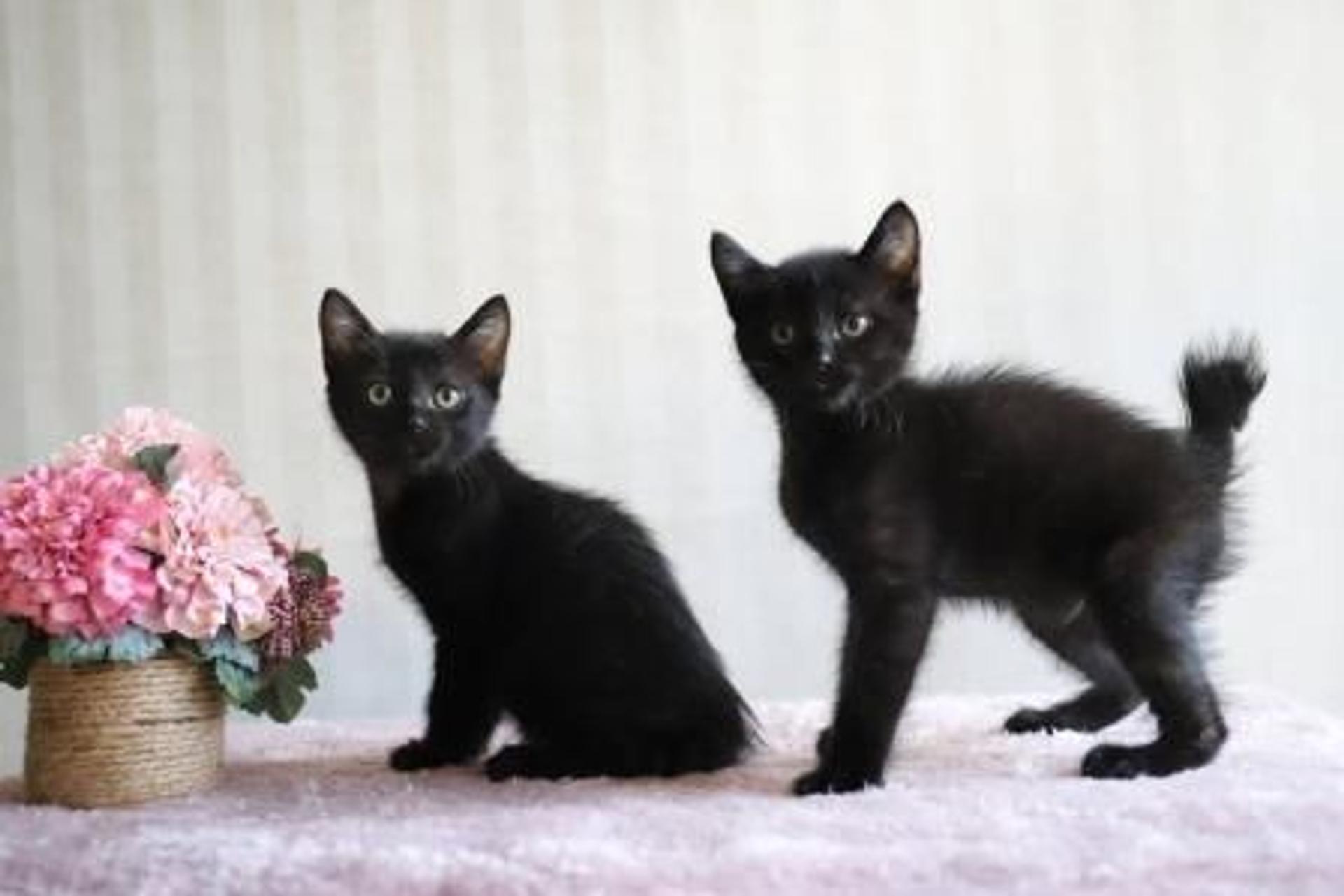 pet-image-5