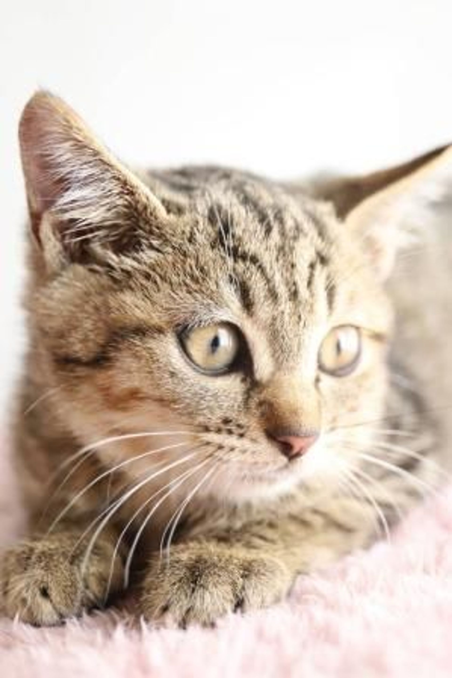 雑種（ミックス猫）・メスの里親募集の写真