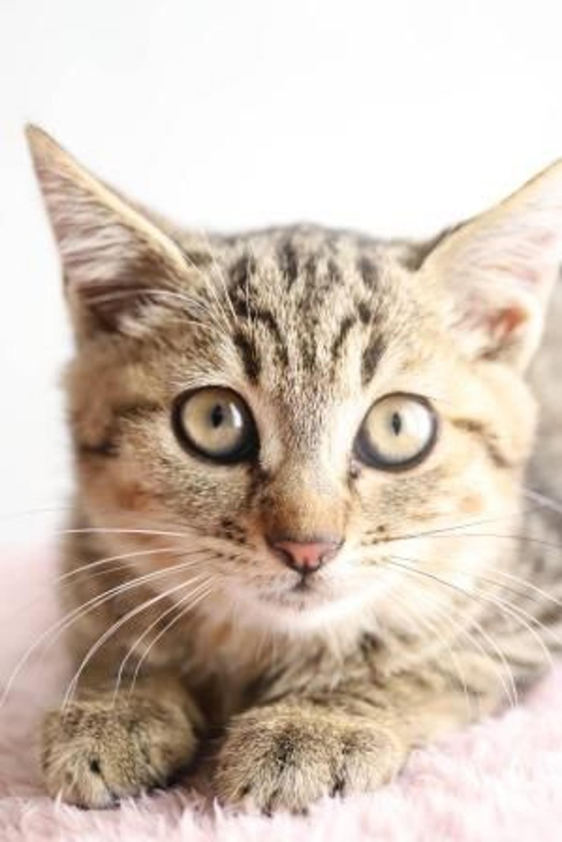 pet-image-4