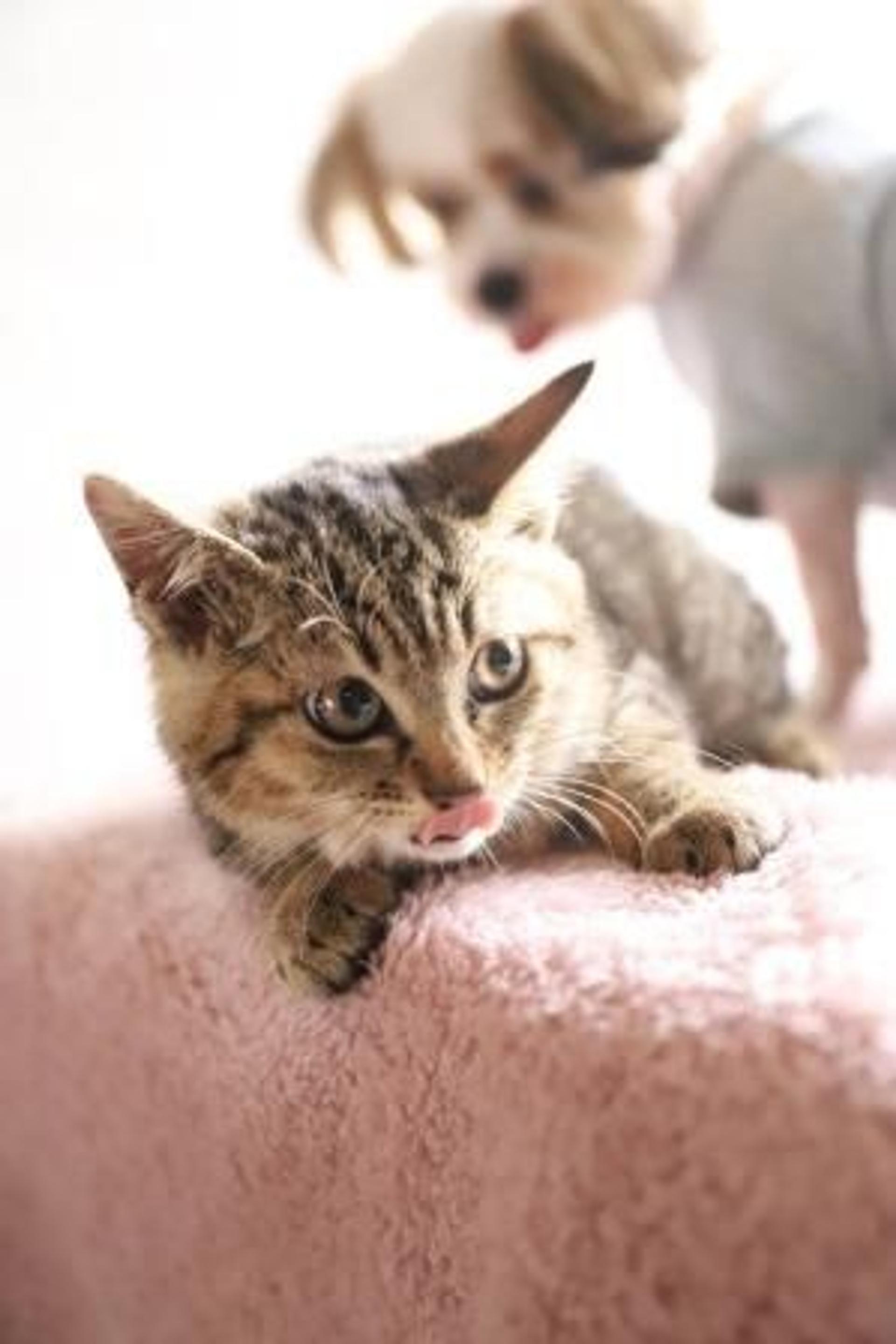 pet-image-5