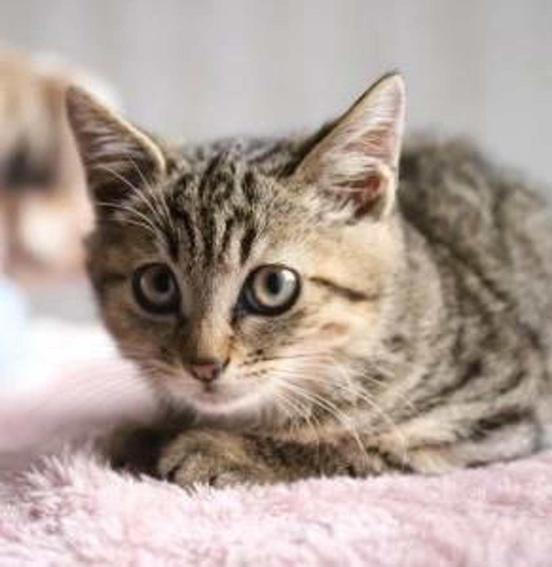 pet-image-6