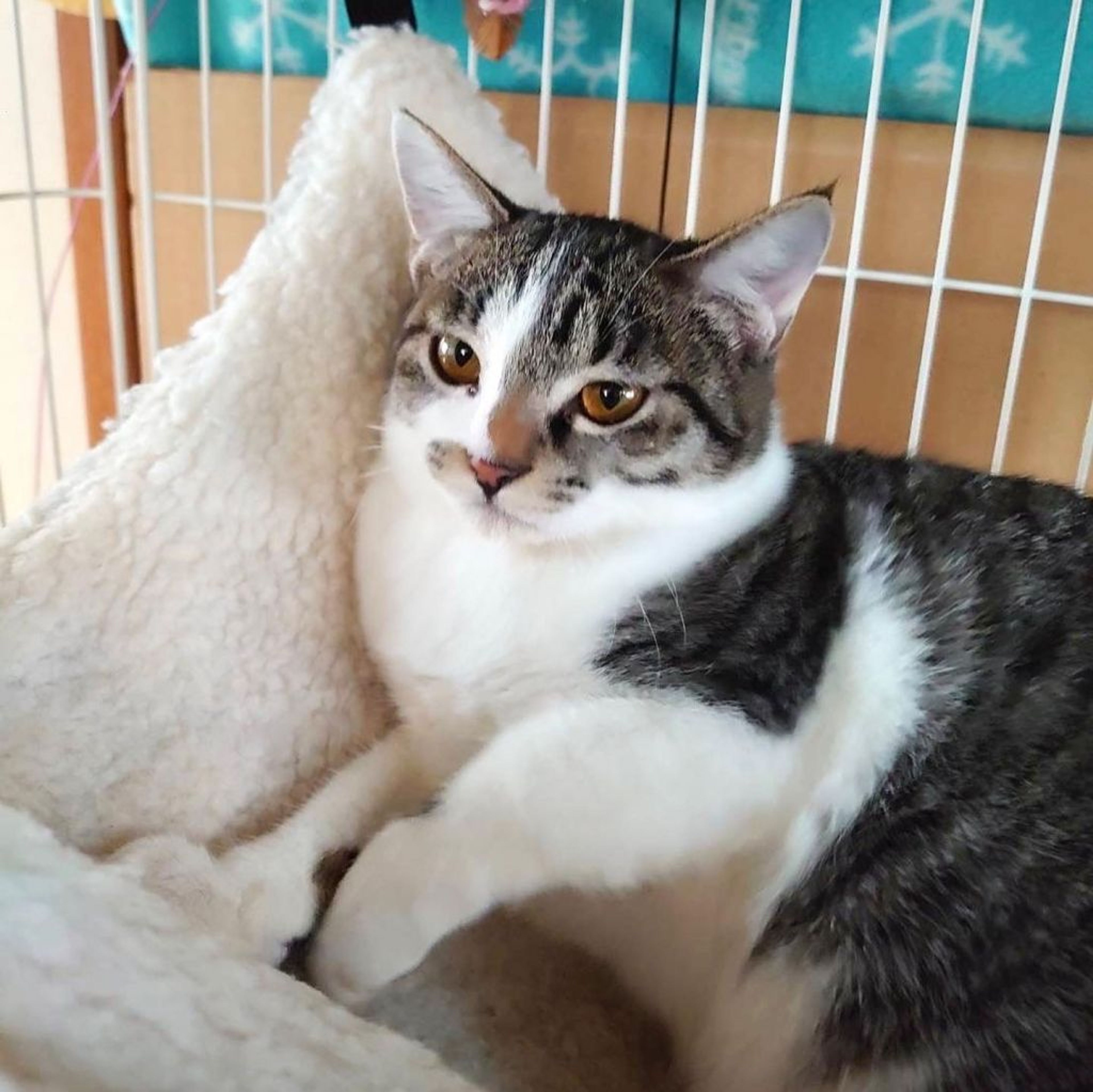 pet-image-3