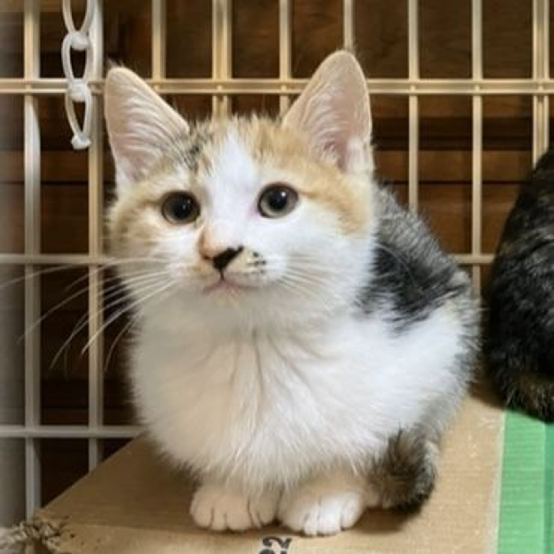 雑種（ミックス猫）・メスの里親募集の写真