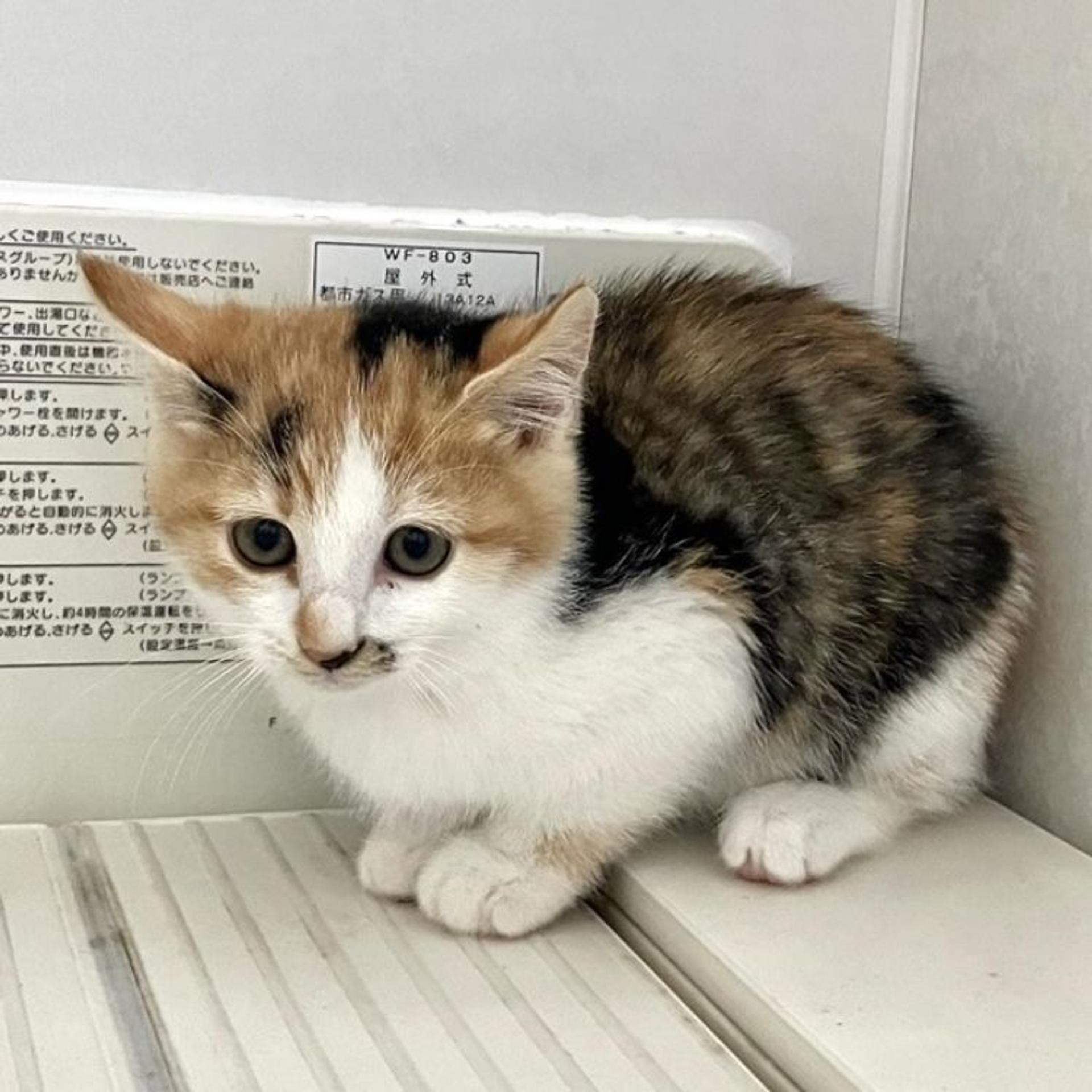 pet-image-2