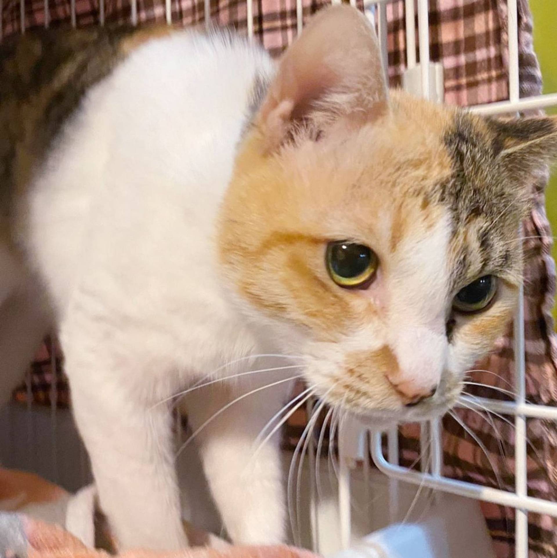 雑種（ミックス猫）・メスの里親募集の写真