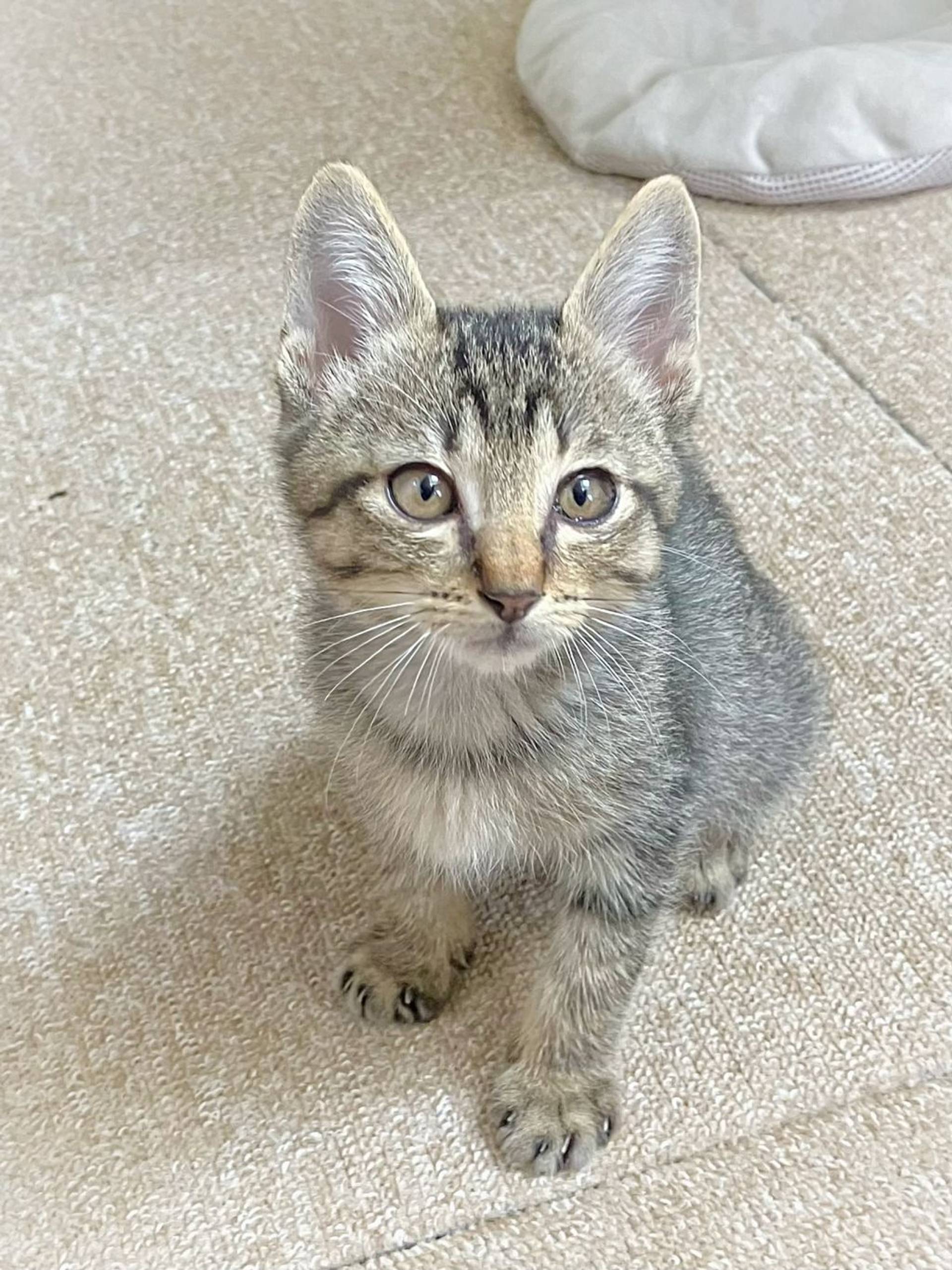 雑種（ミックス猫）・オスの里親募集の写真
