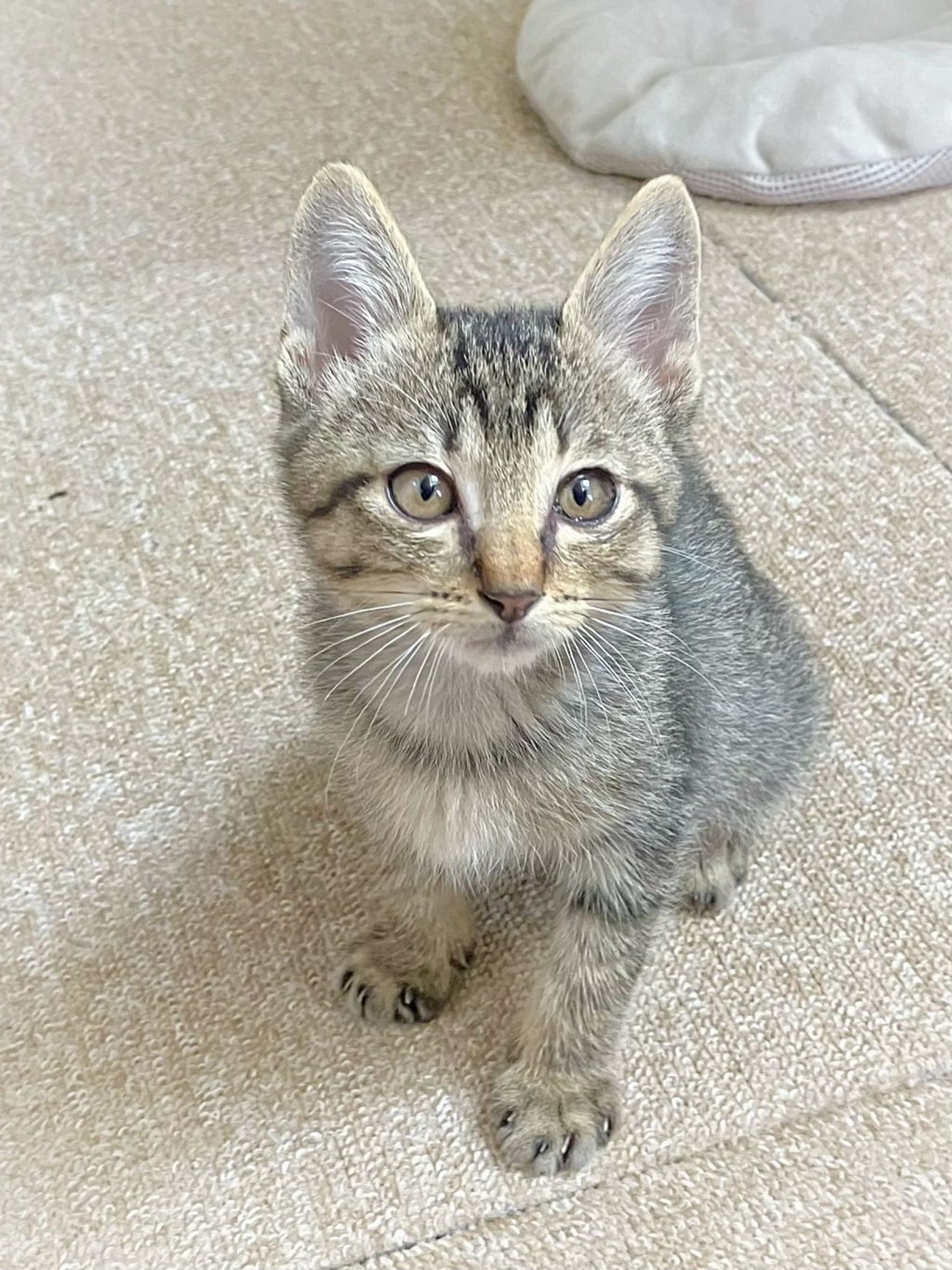雑種（ミックス猫）・オスの里親募集の写真