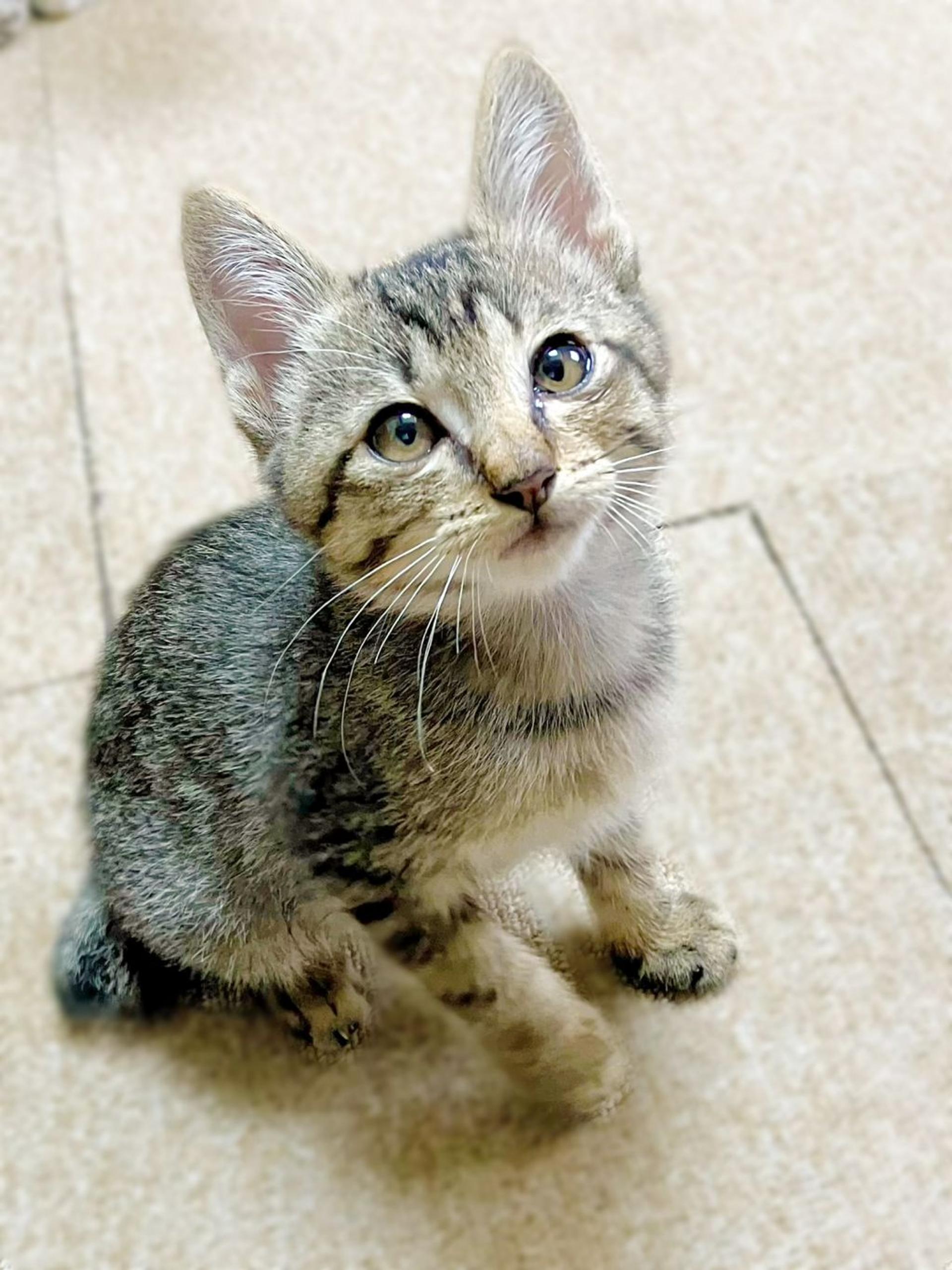 pet-image-6