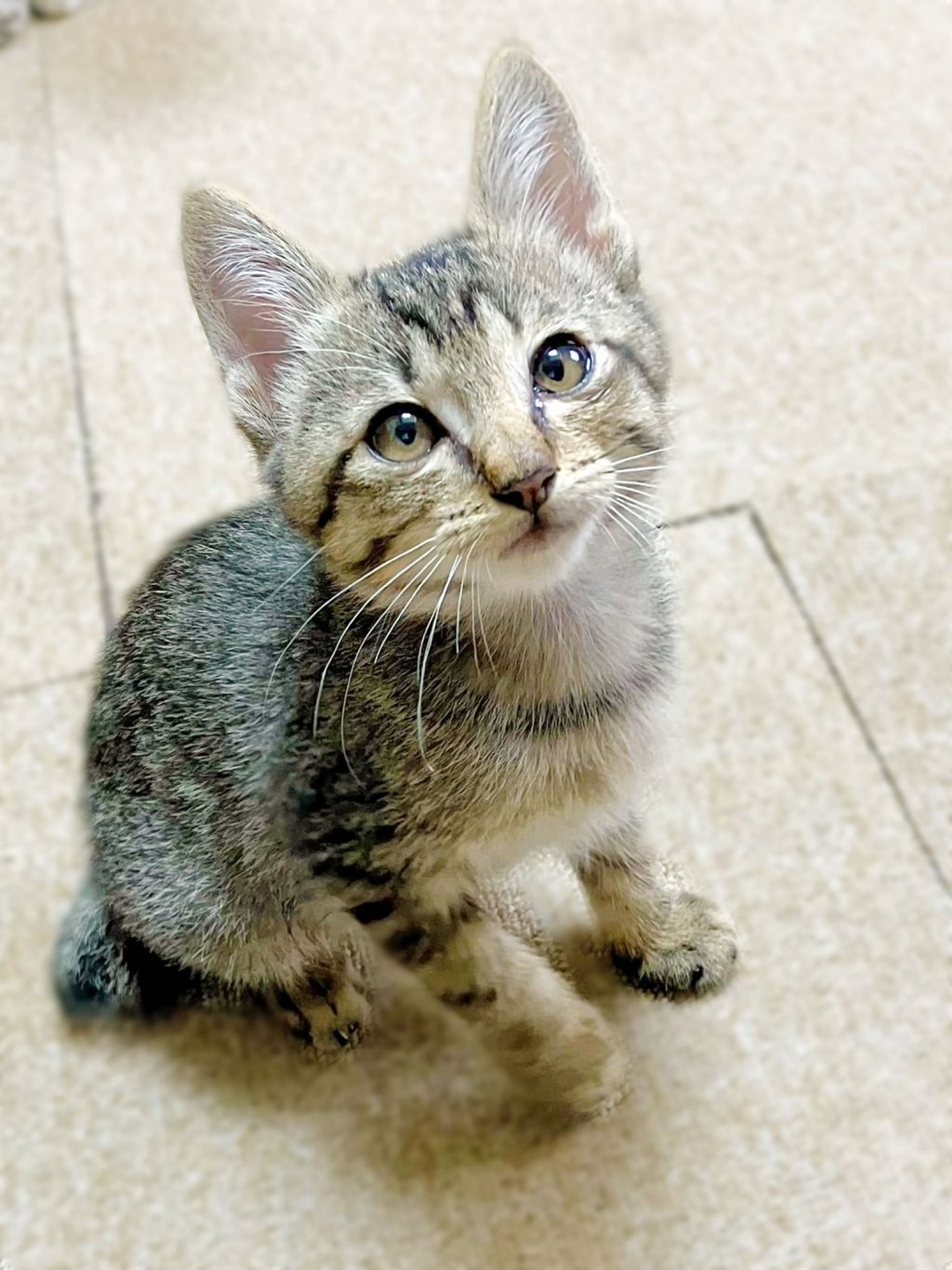 pet-image-6
