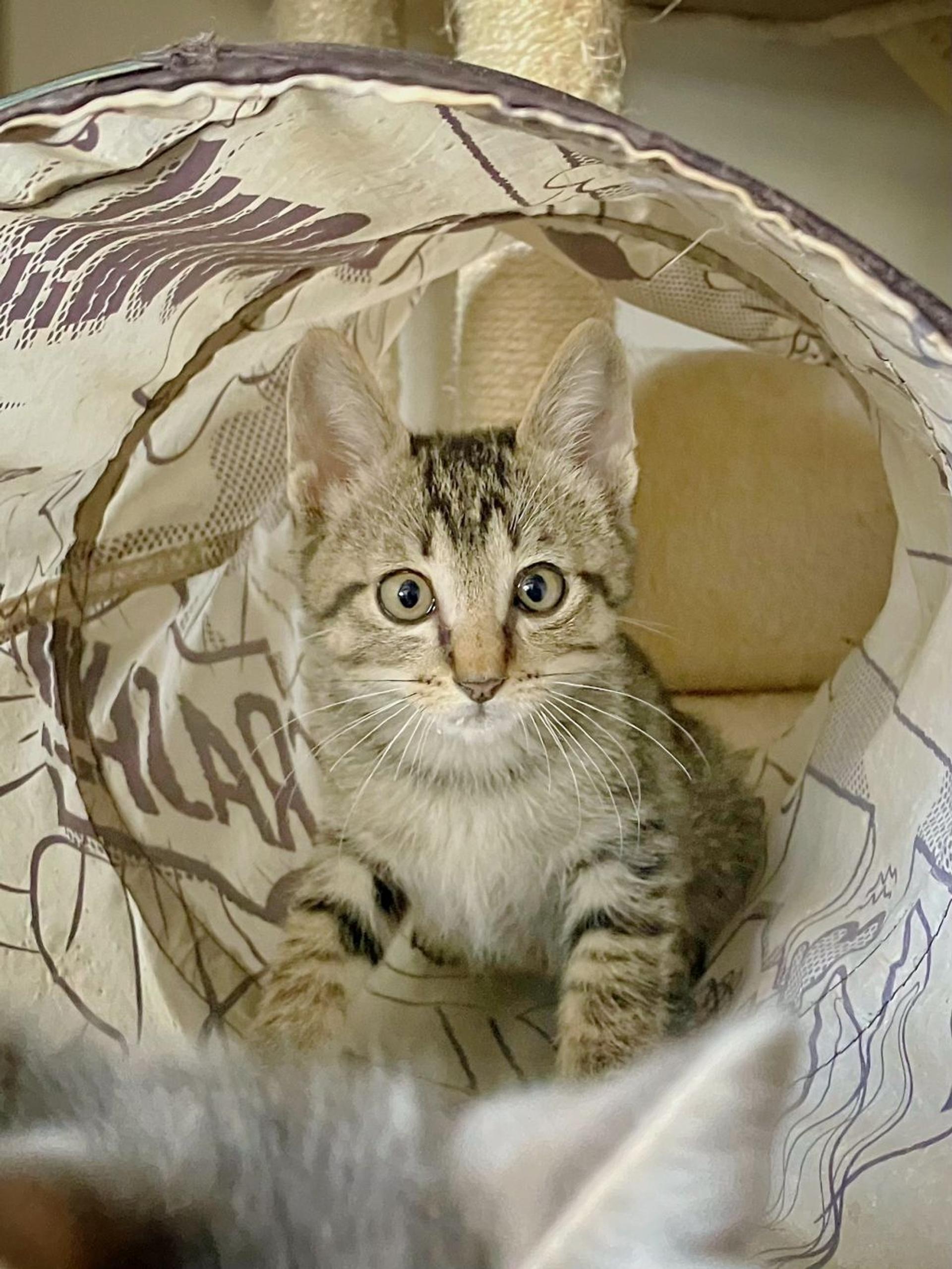 pet-image-7