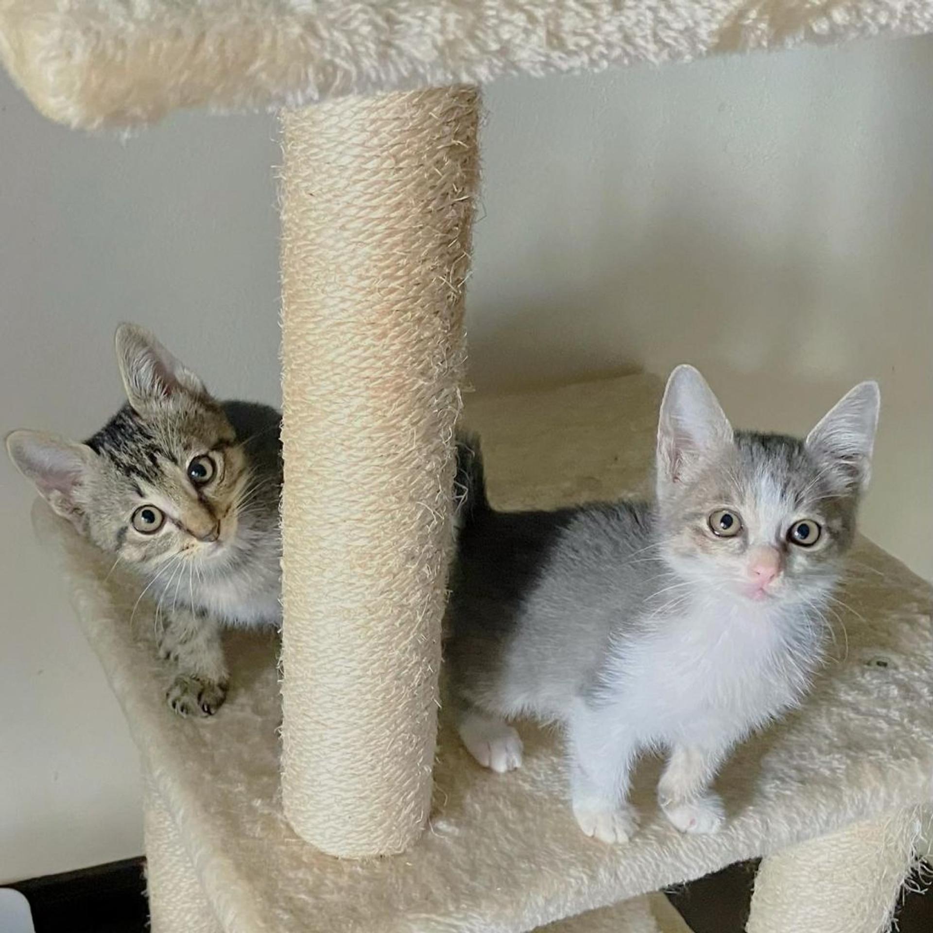 pet-image-9