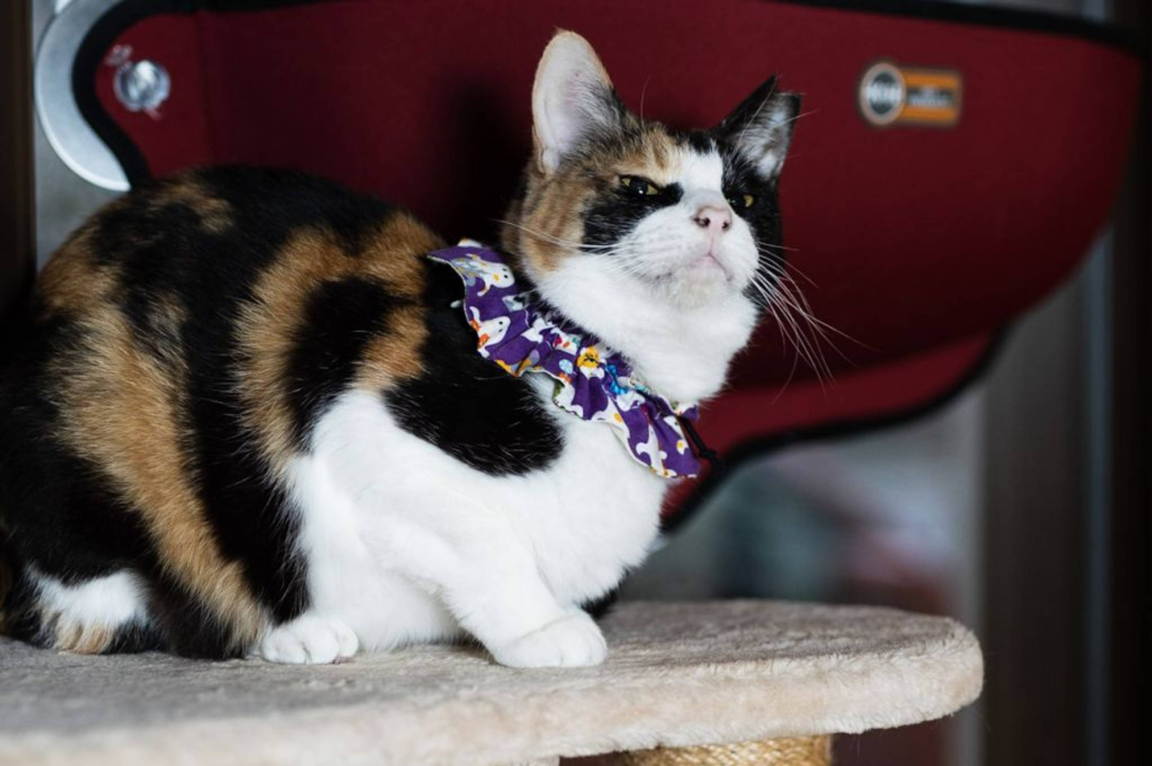 日本猫・メスの里親募集の写真