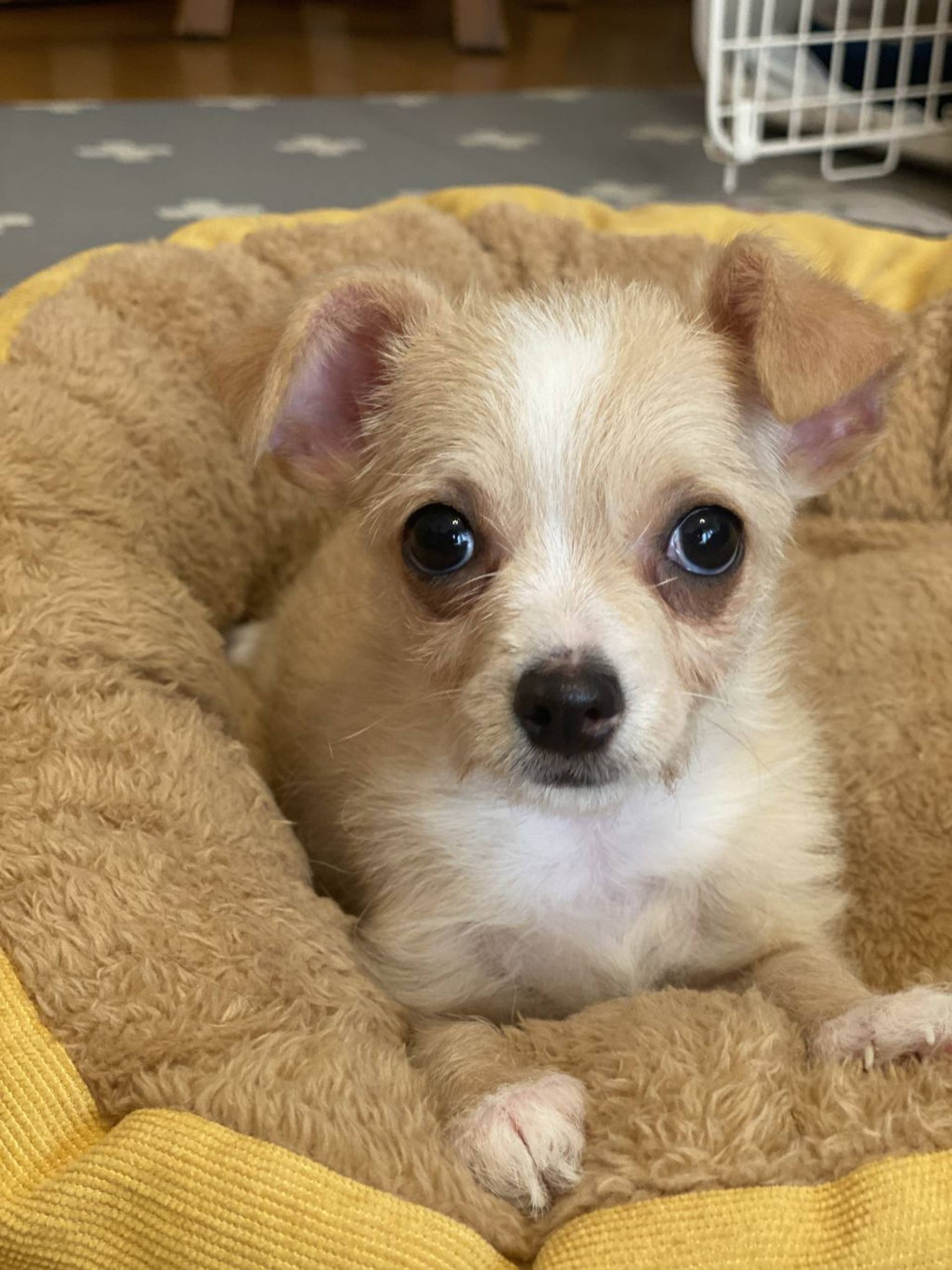 雑種（ミックス犬）・メスの里親募集の写真
