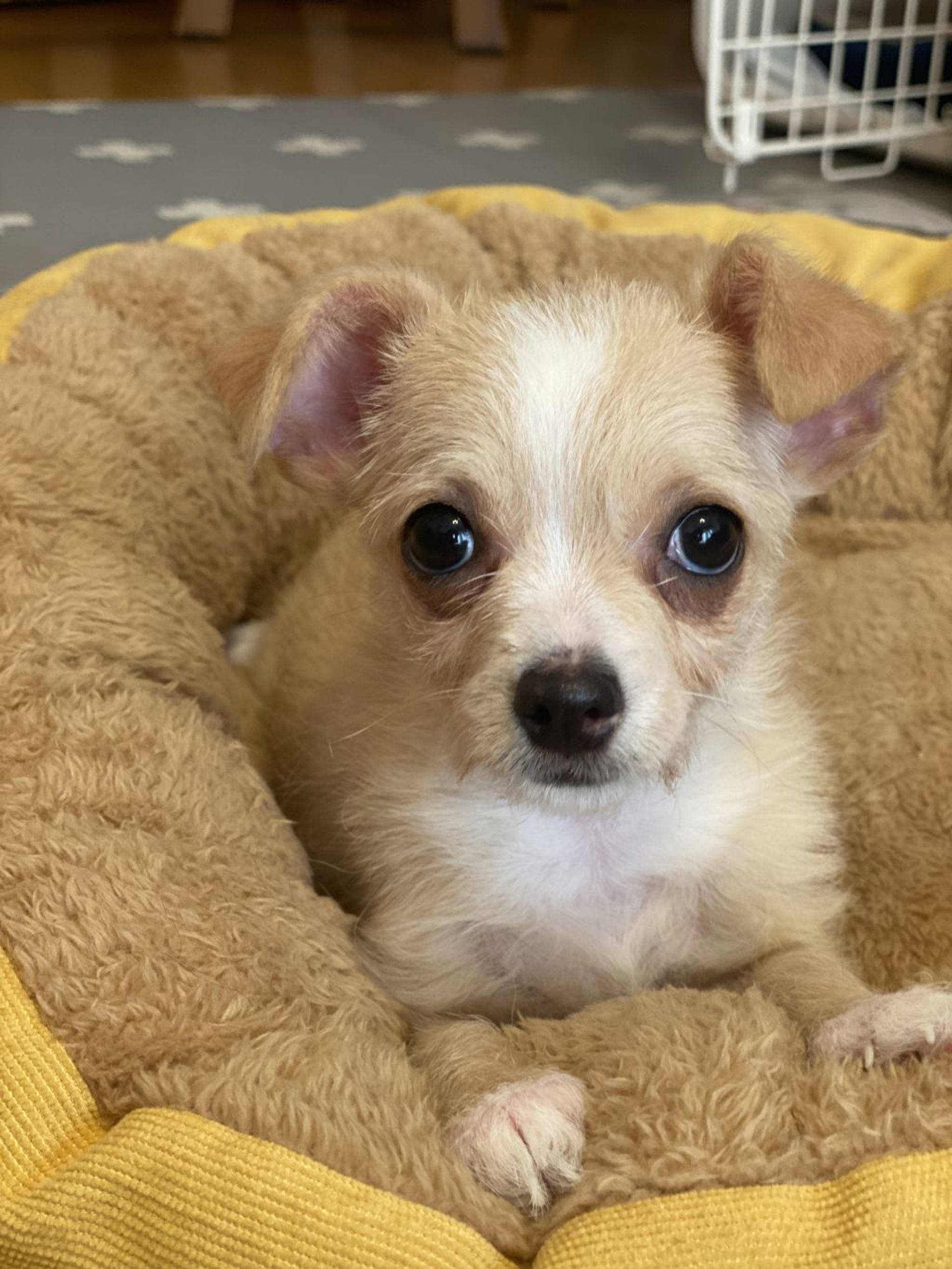 雑種（ミックス犬）・メスの里親募集の写真