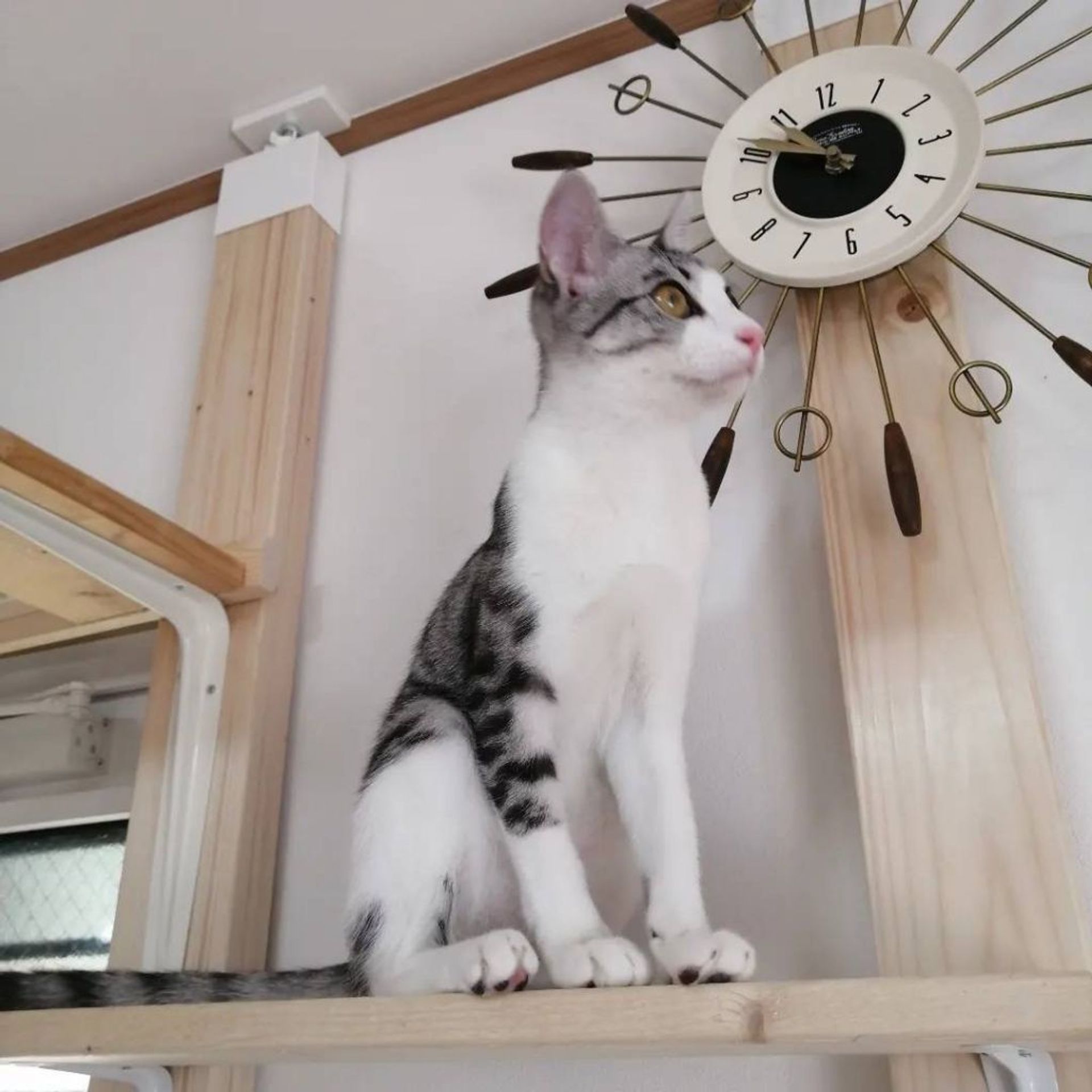 雑種（ミックス猫）・メスの里親募集の写真
