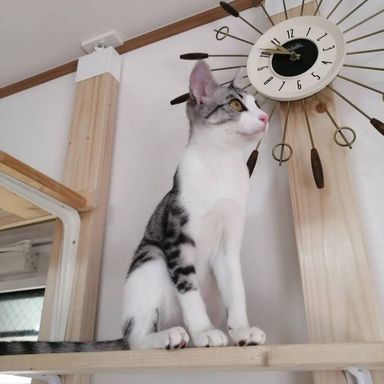 かりんの写真