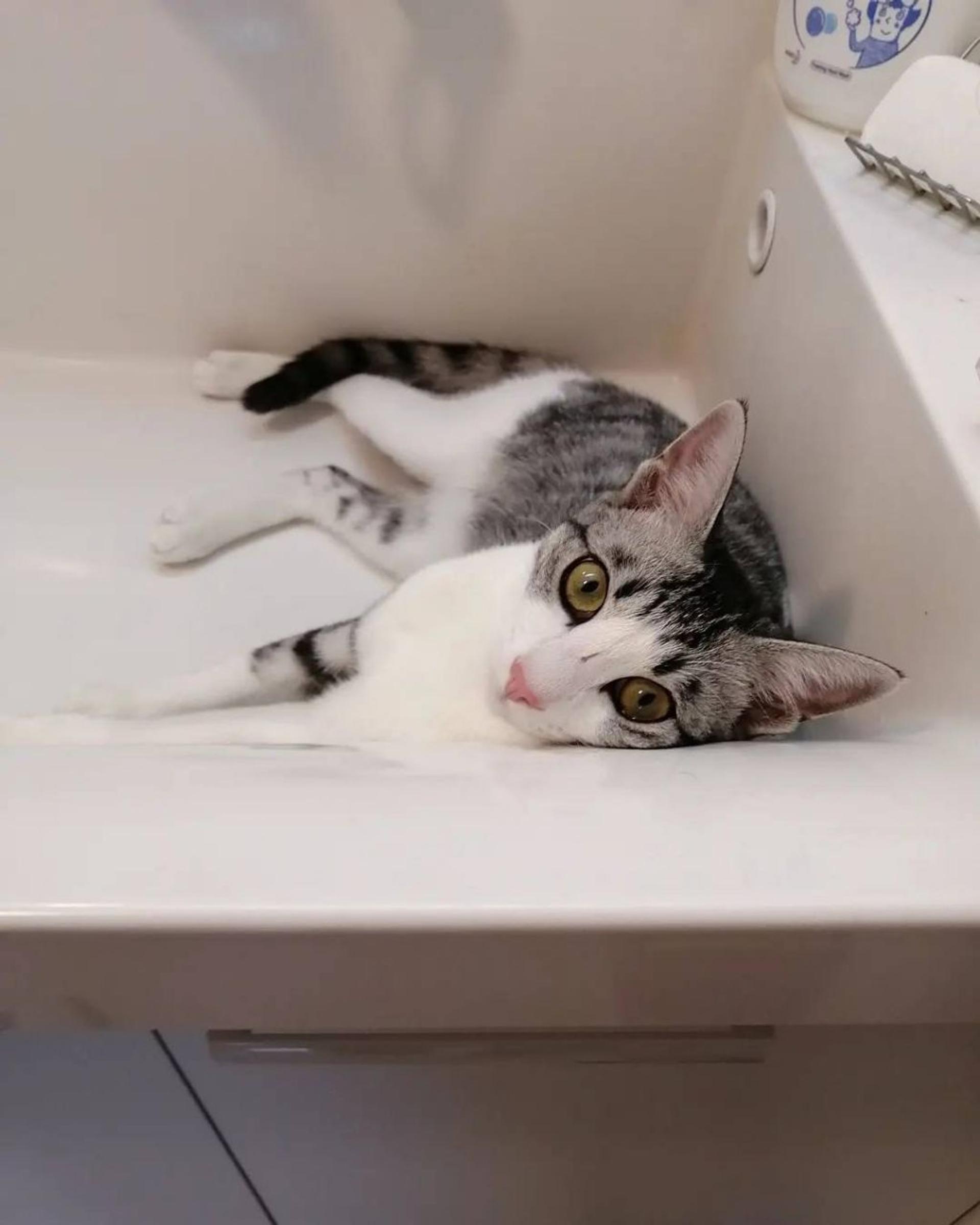 pet-image-5