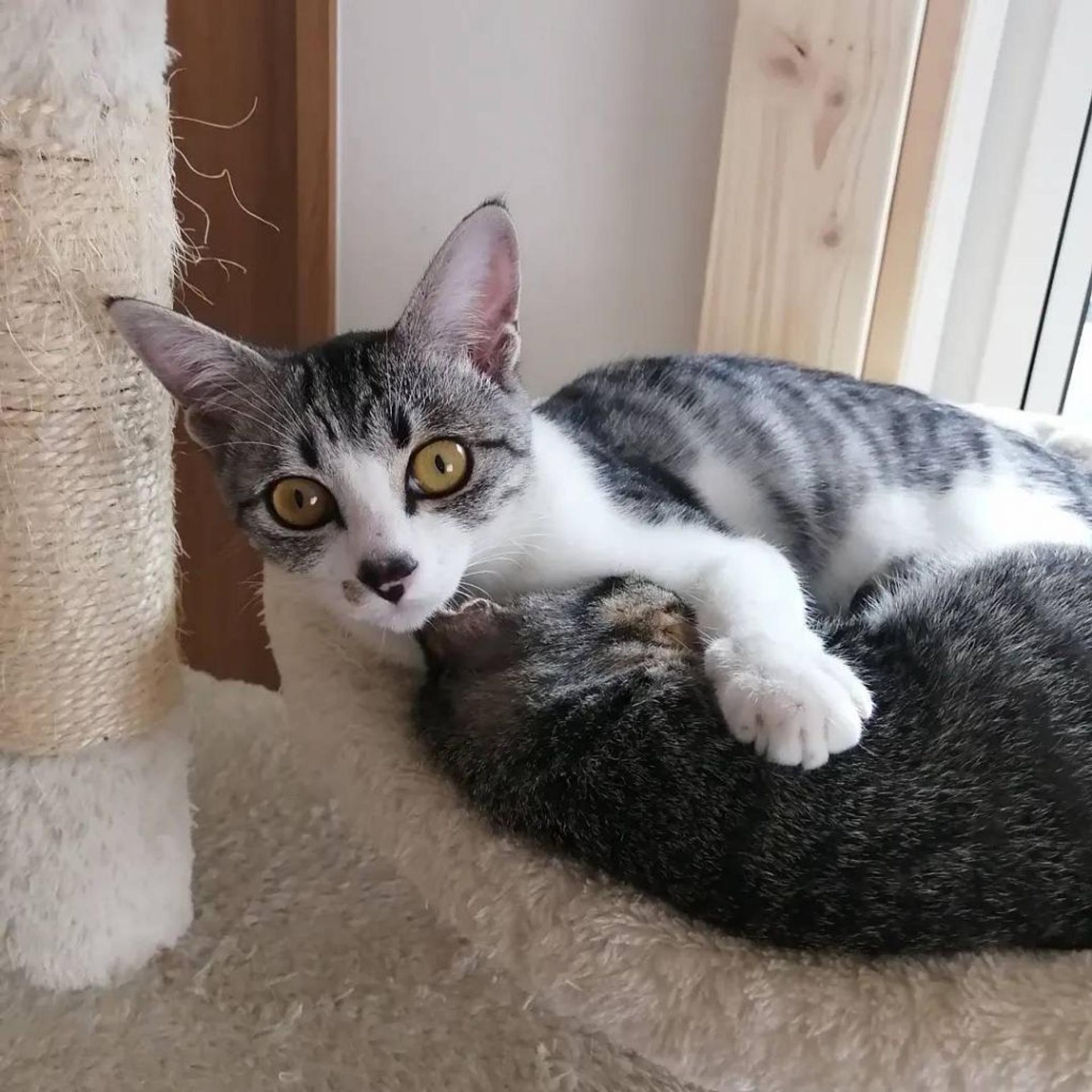 pet-image-2