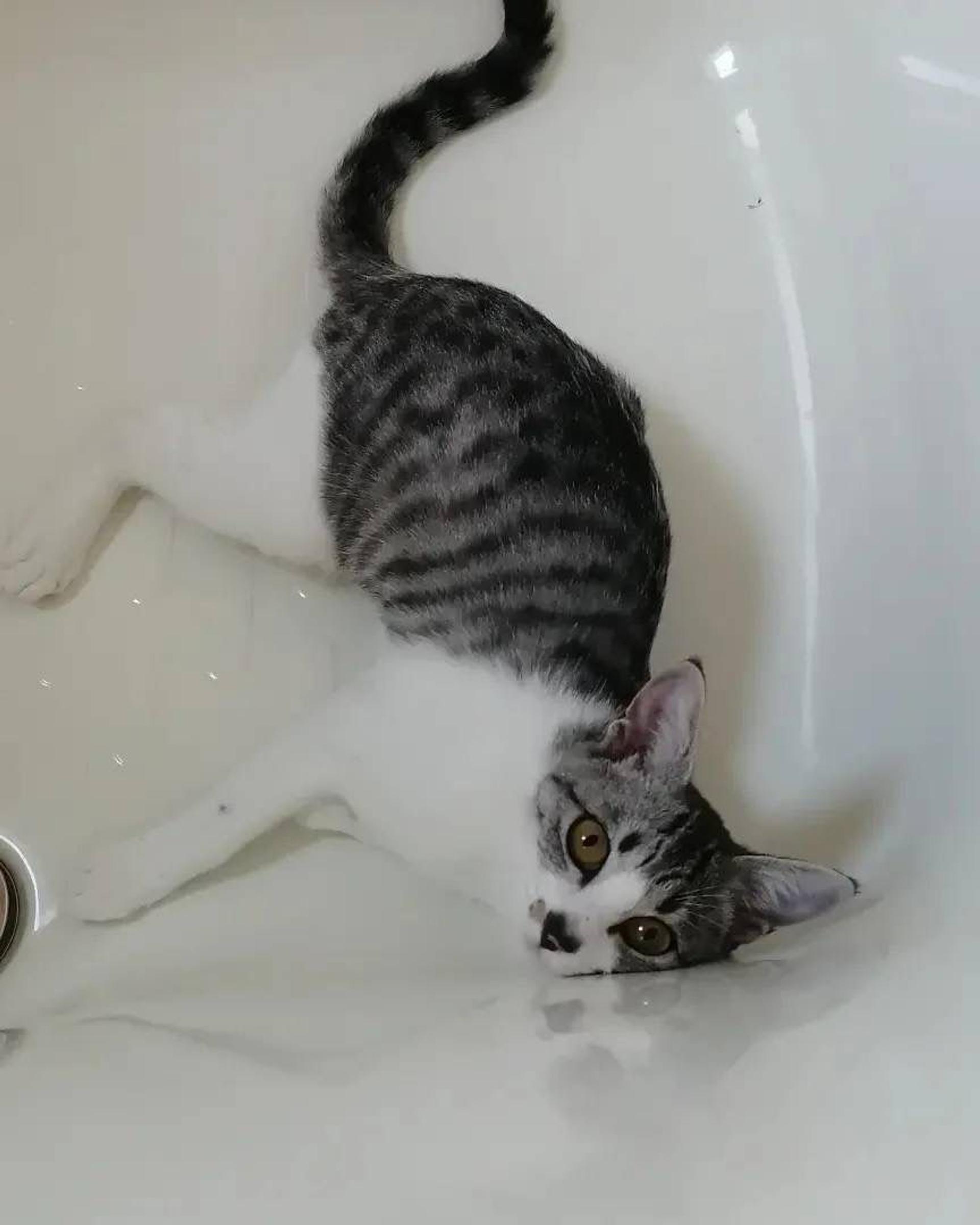 pet-image-4
