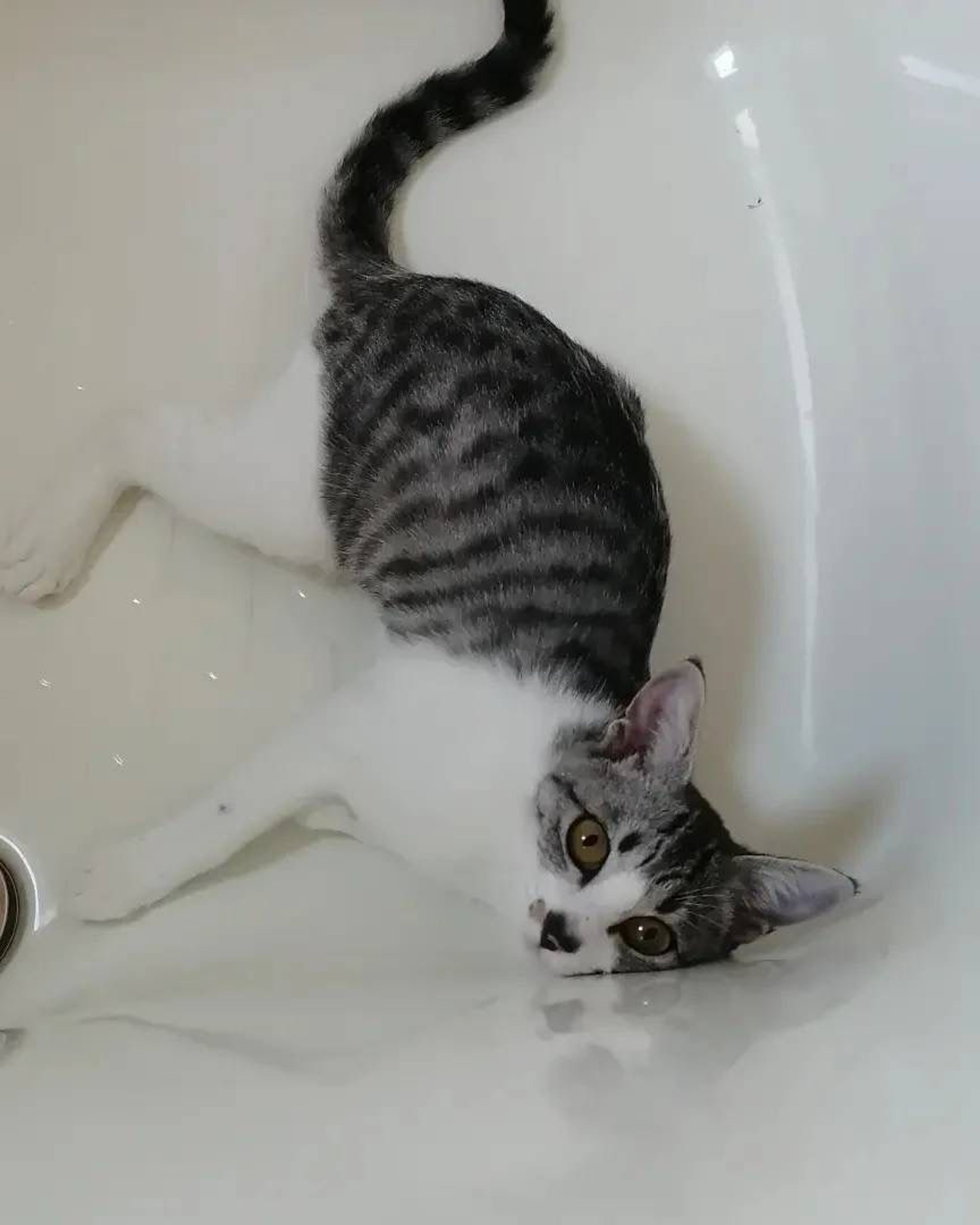pet-image-4