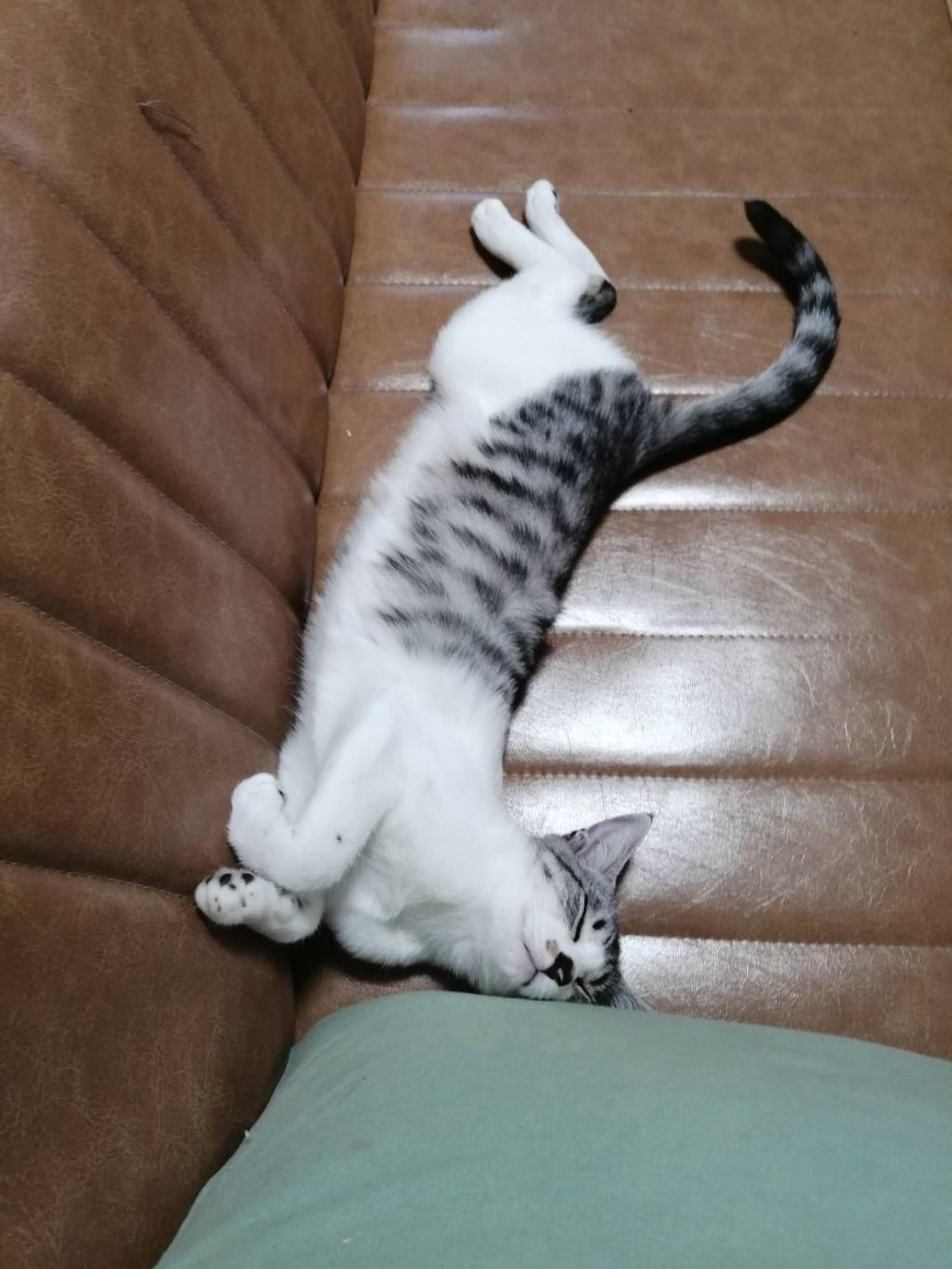 pet-image-5