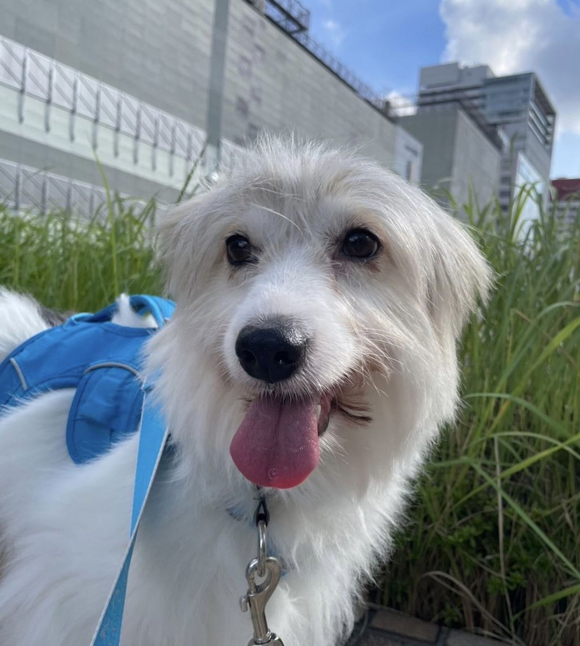 雑種（ミックス犬）・メスの里親募集の写真