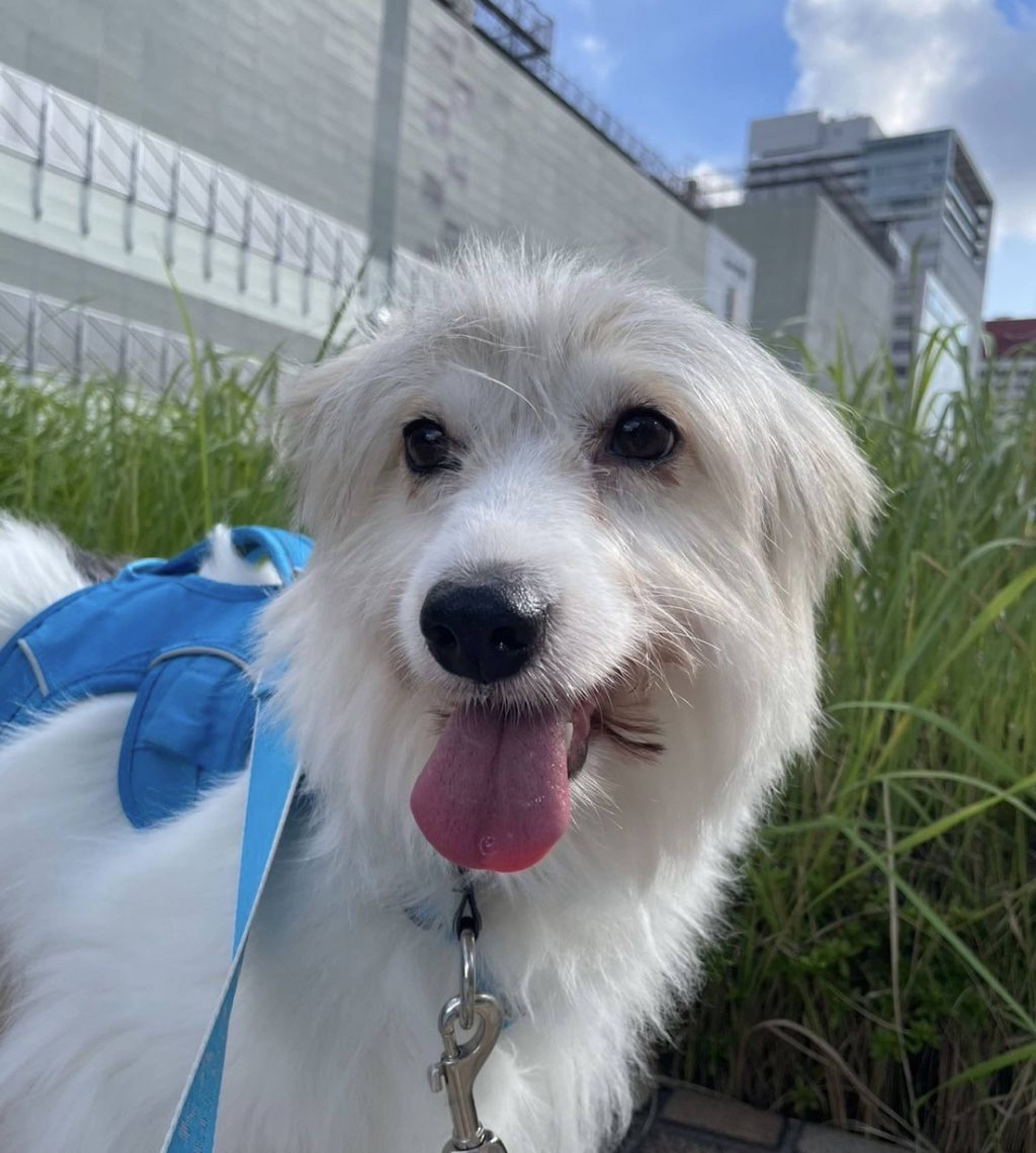 雑種（ミックス犬）・メスの里親募集の写真
