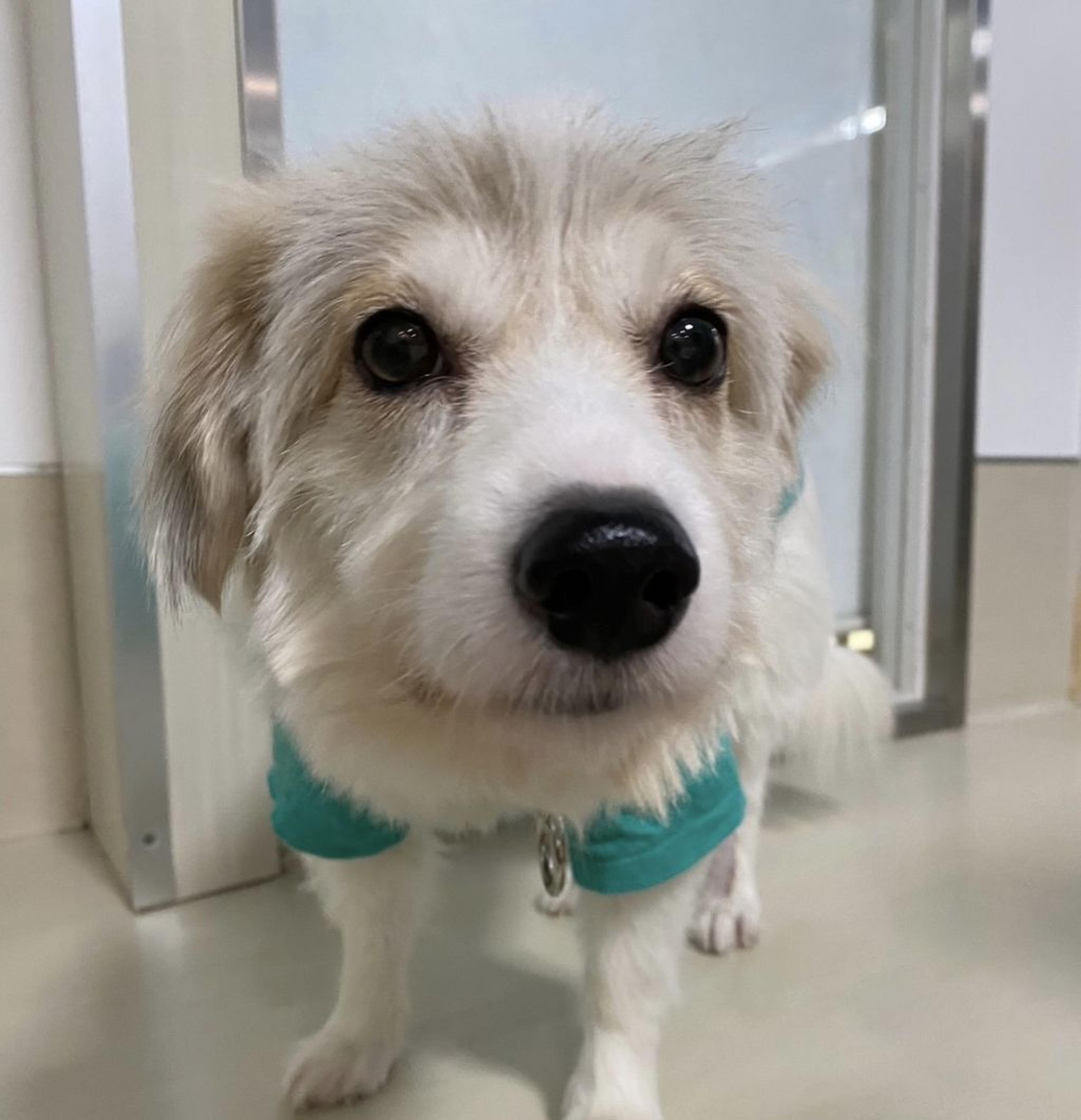 pet-image-2