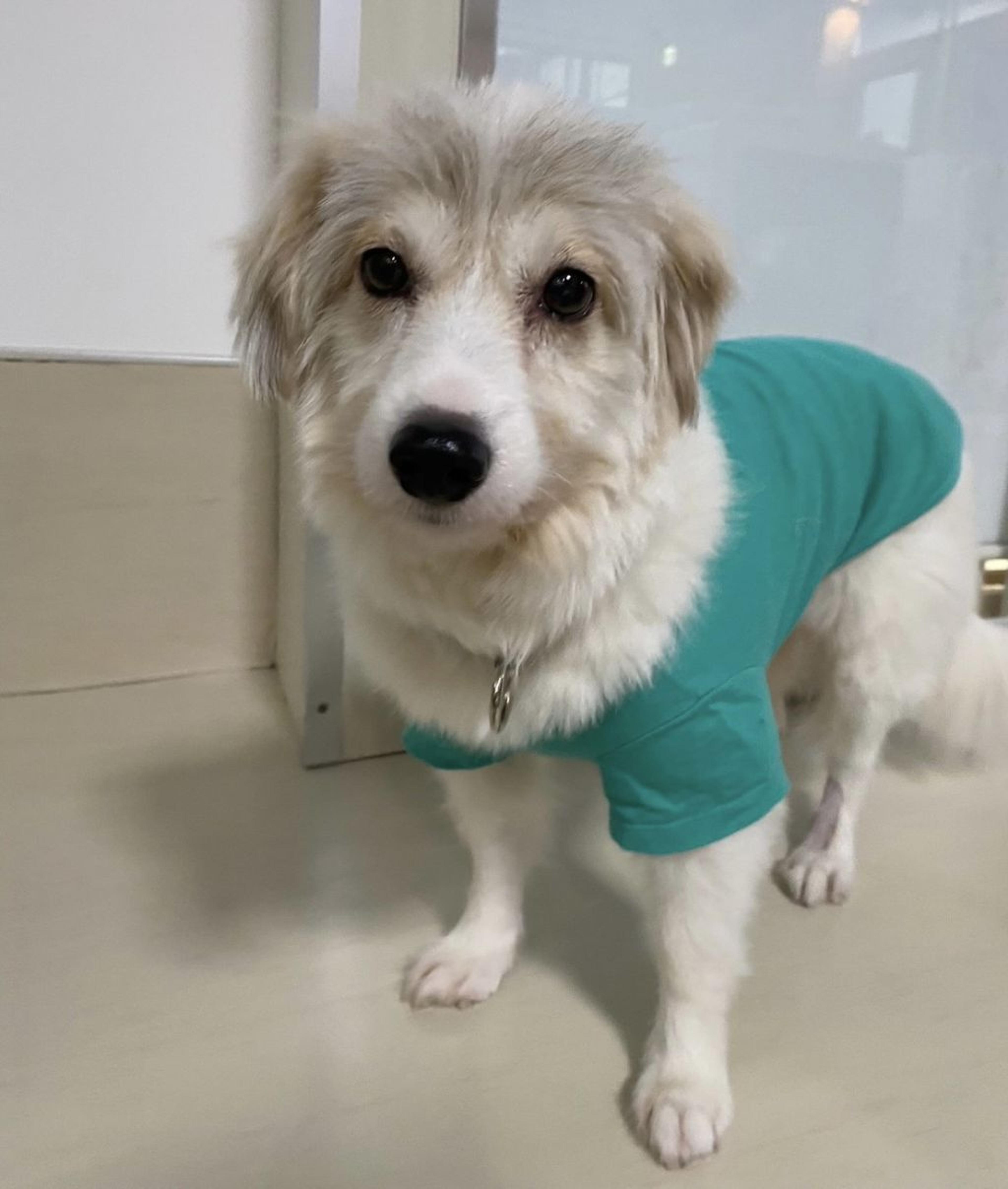 pet-image-3