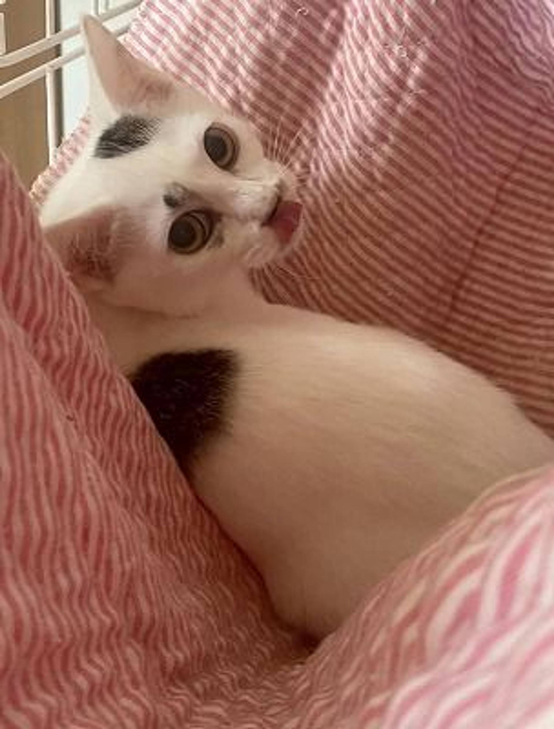 雑種（ミックス猫）・メスの里親募集の写真