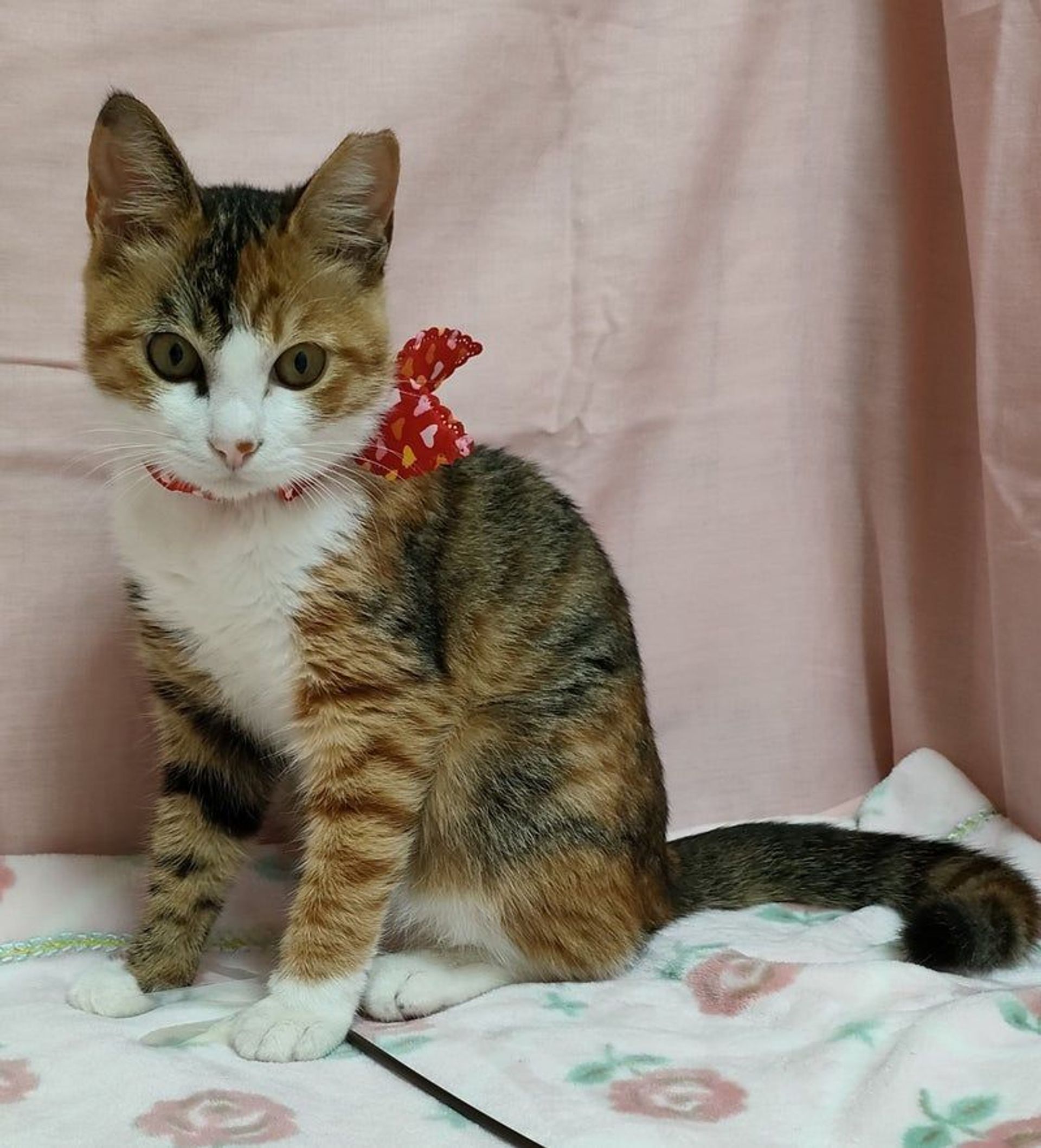 日本猫・メスの里親募集の写真