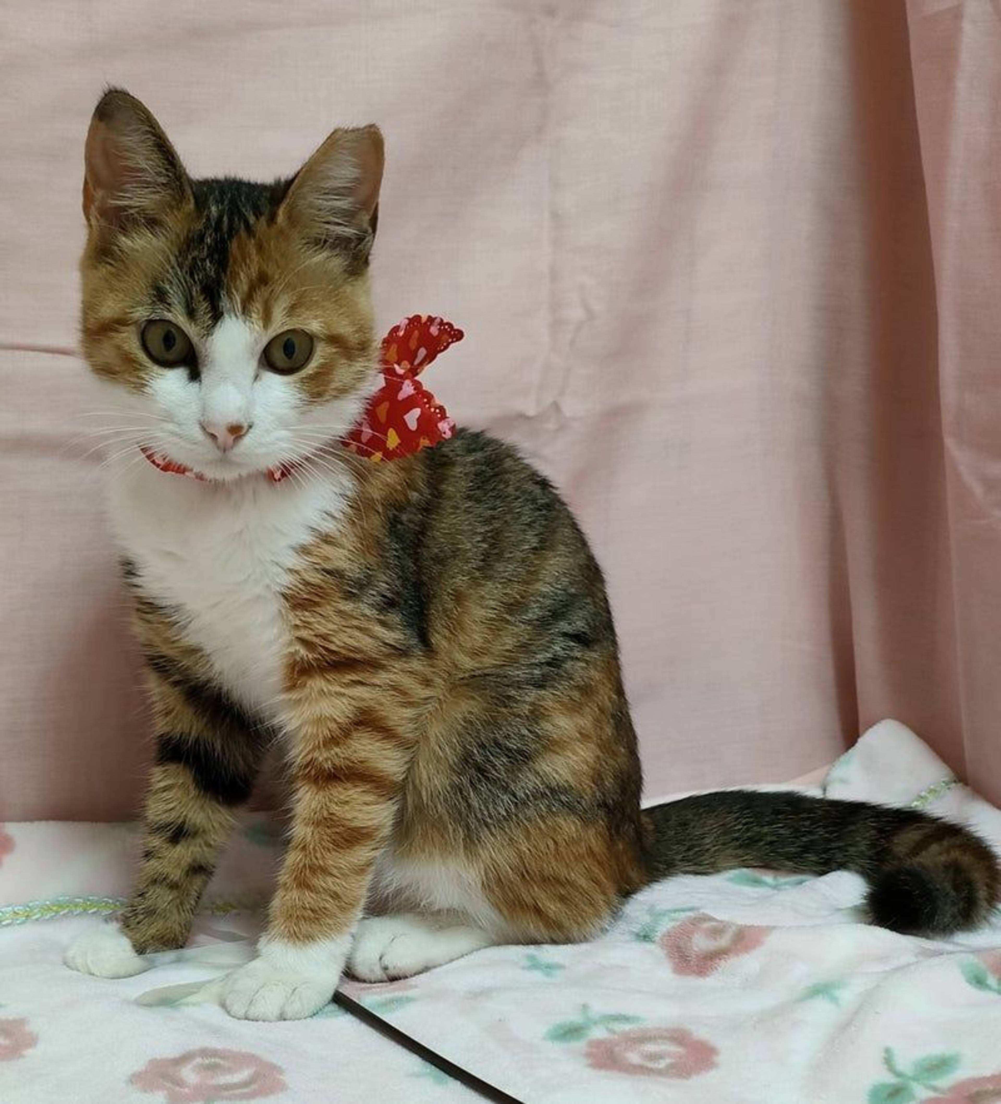 日本猫・メスの里親募集の写真