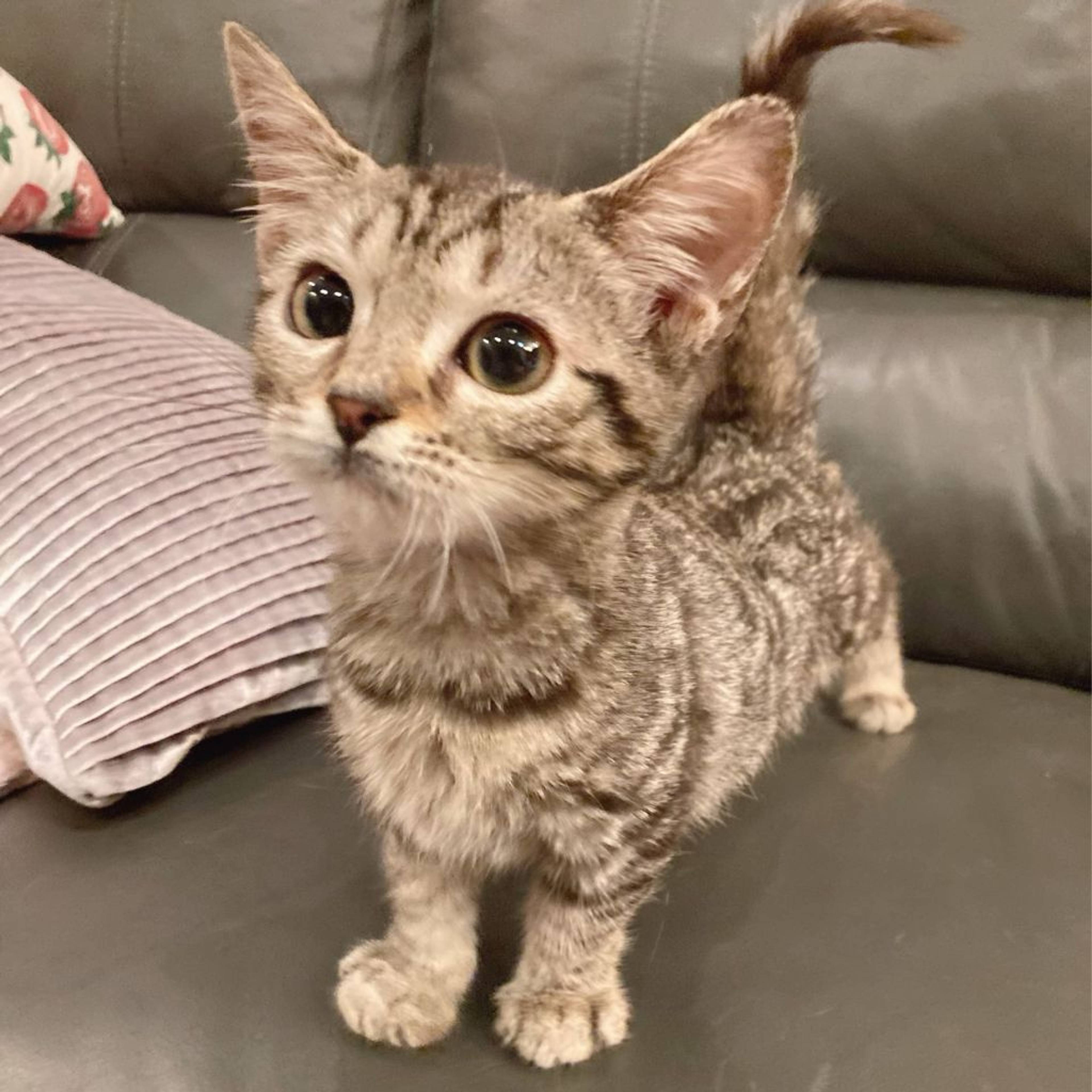 マンチカン・メスの里親募集の写真