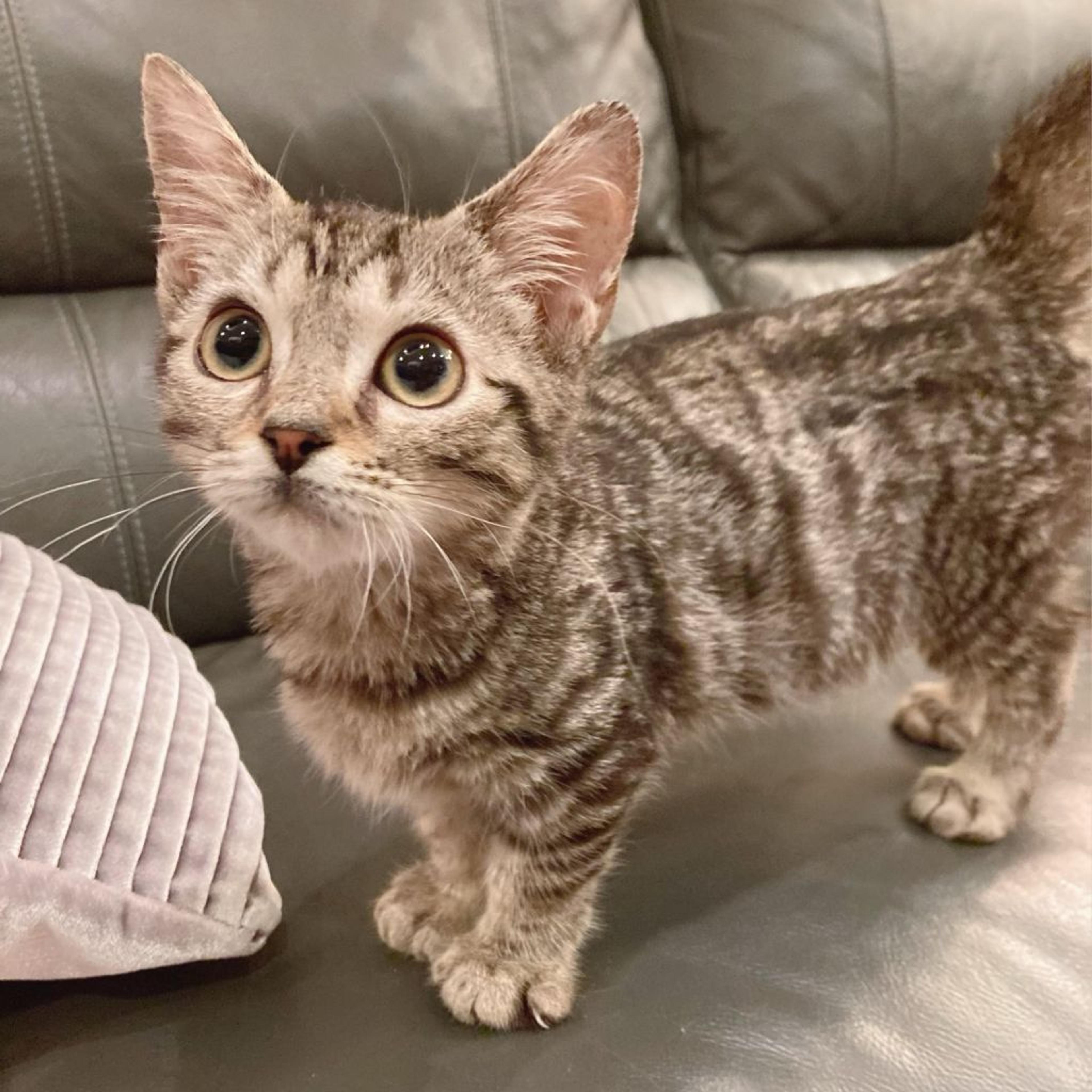 pet-image-5