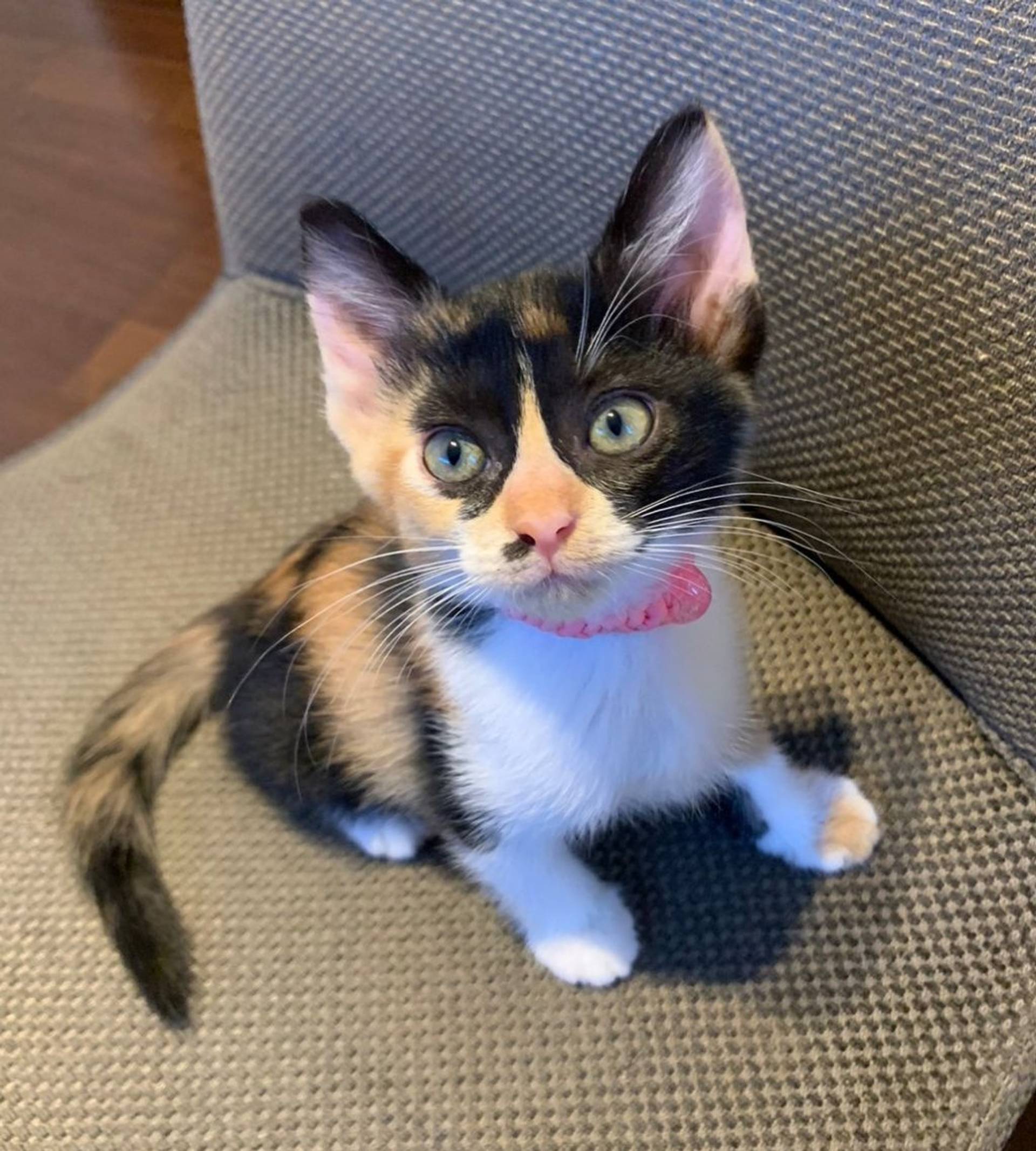 雑種（ミックス猫）・メスの里親募集の写真