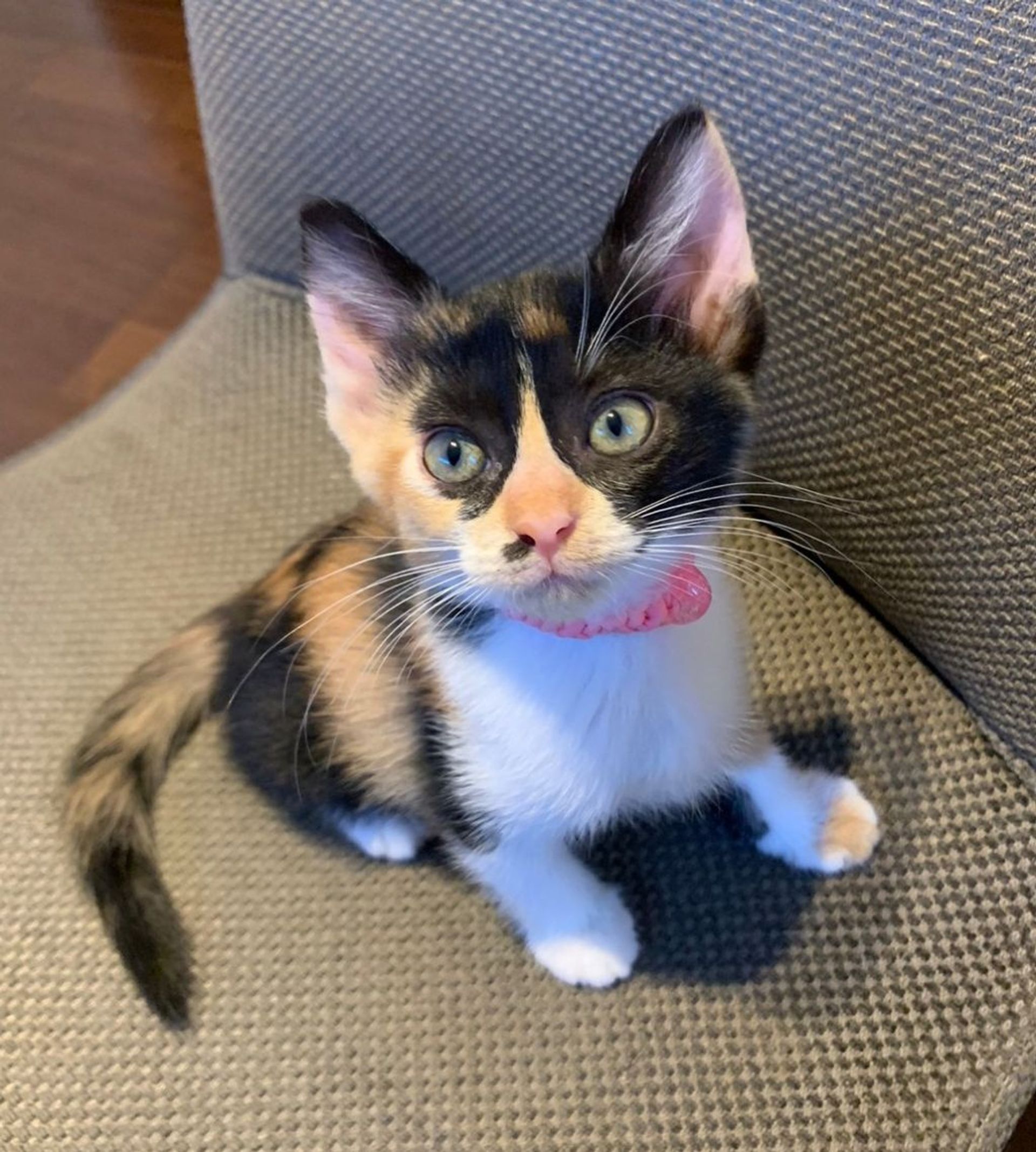 雑種（ミックス猫）・メスの里親募集の写真