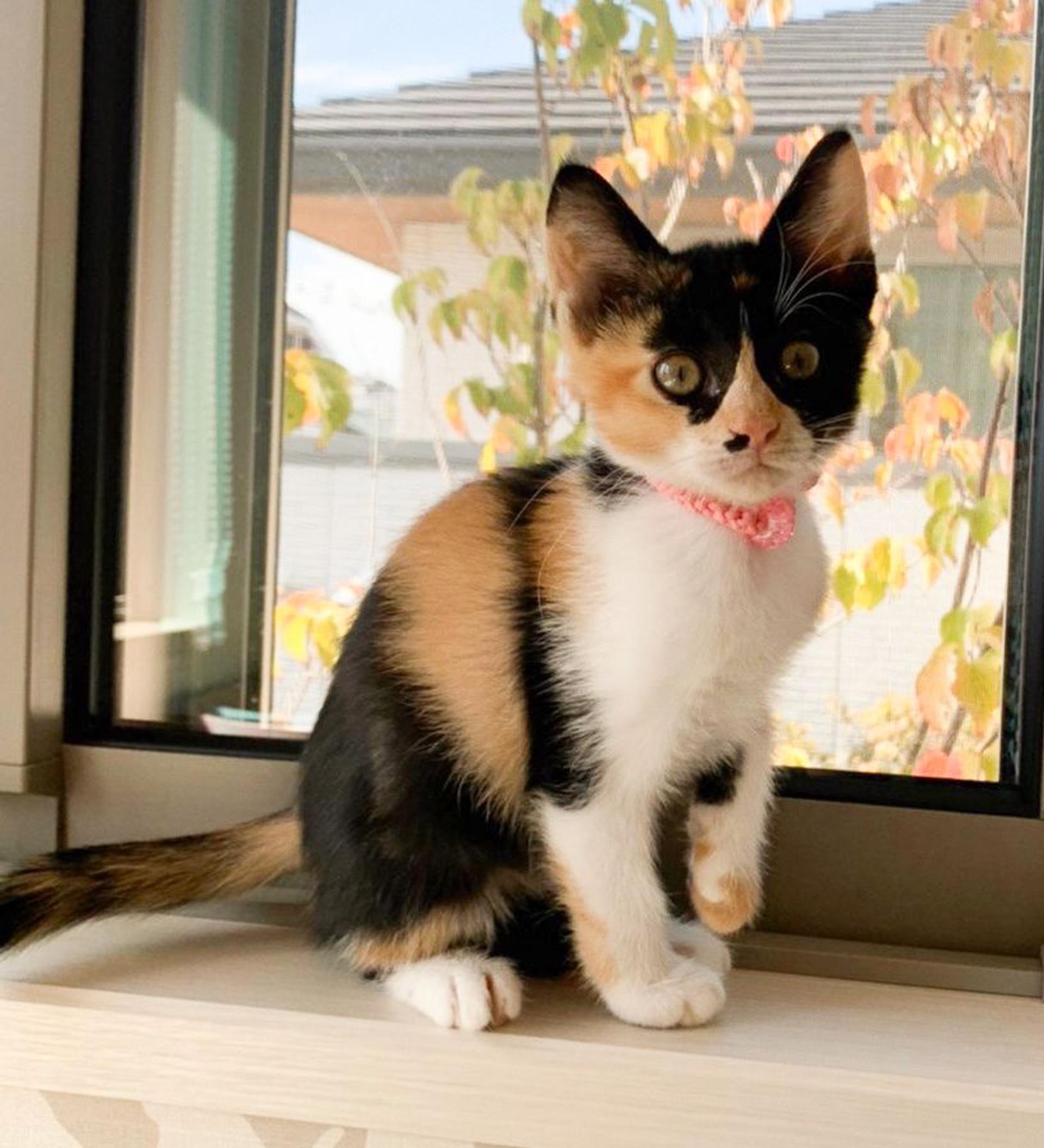 pet-image-5