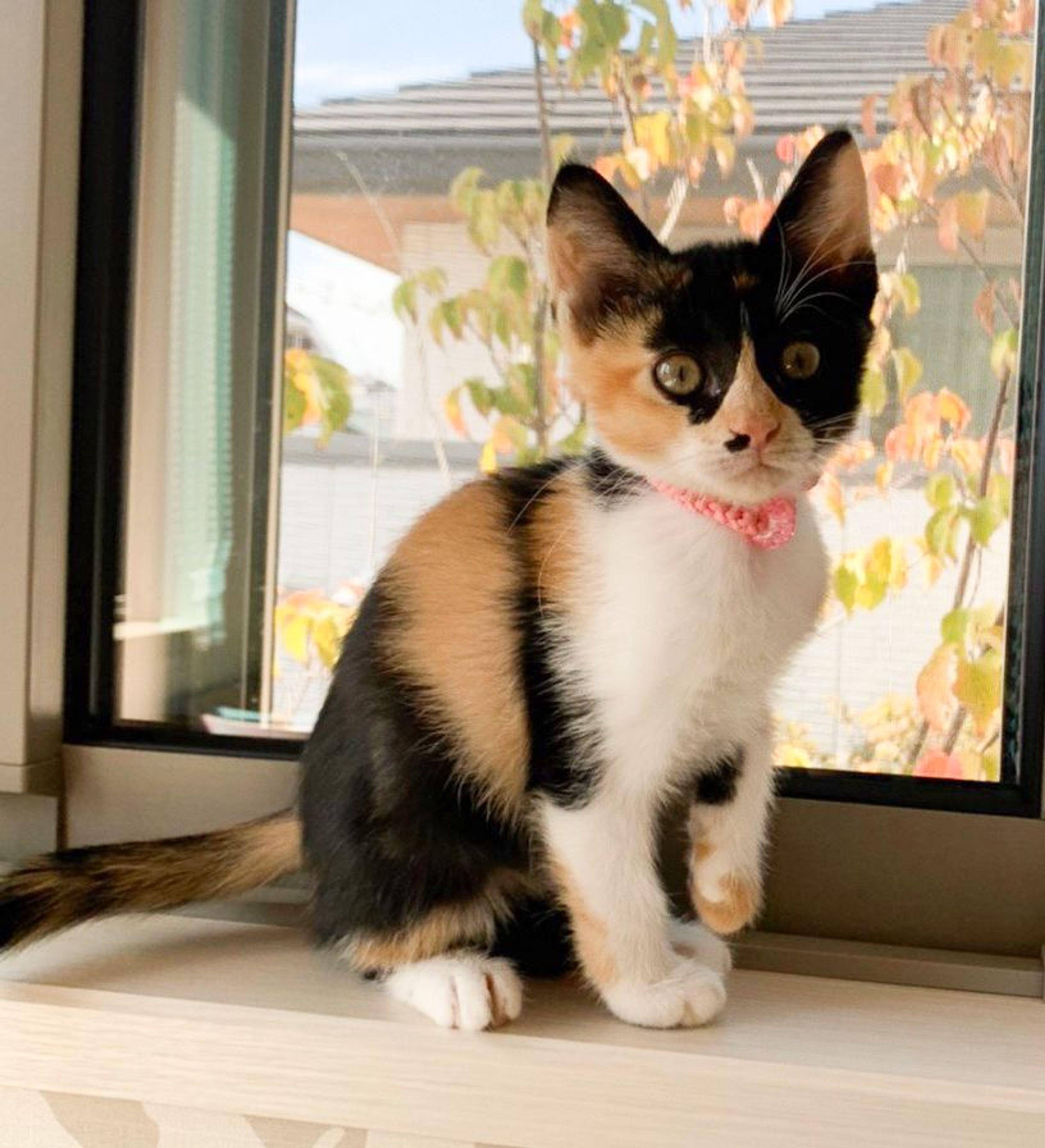 pet-image-5